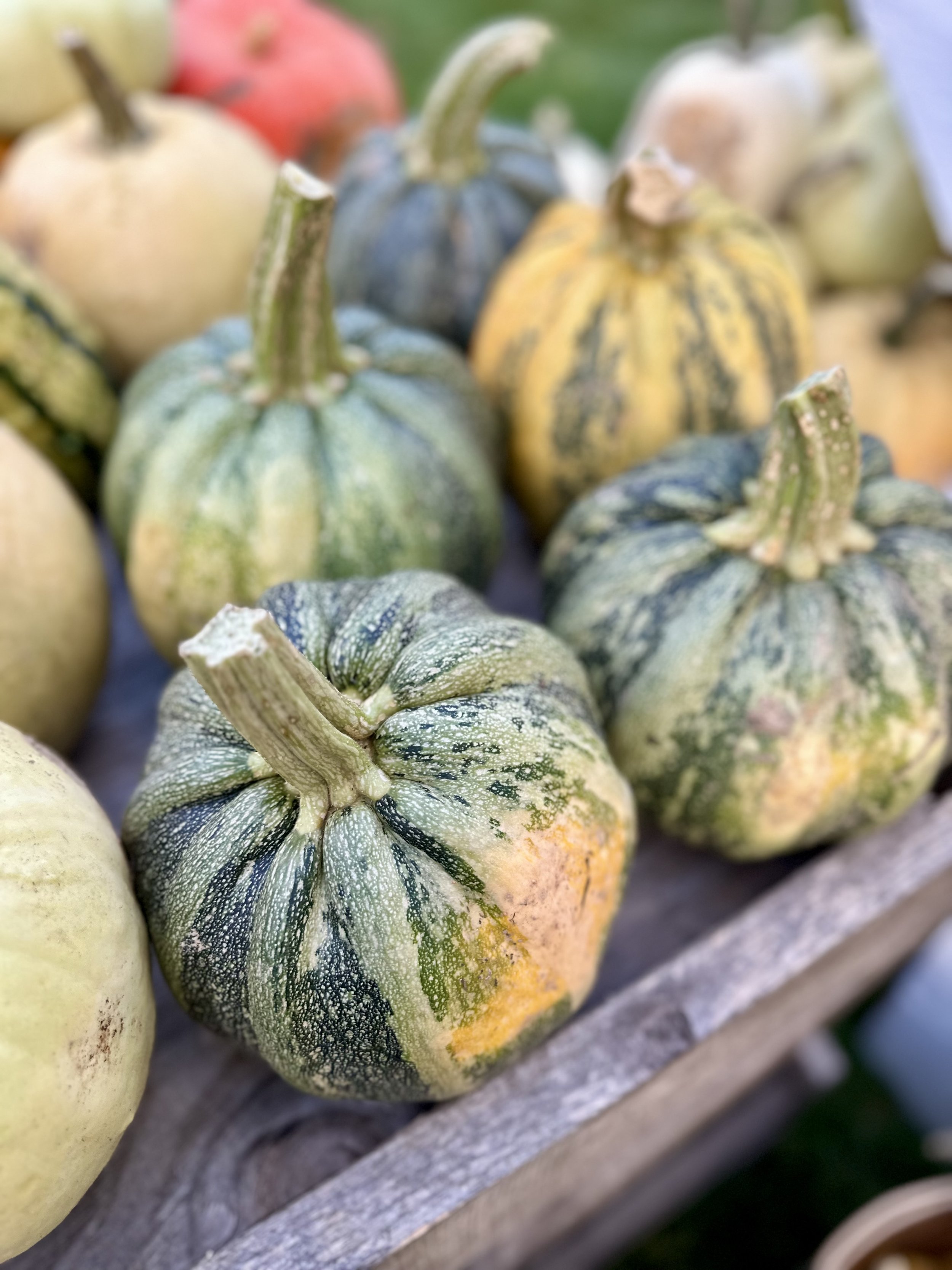 Assorted small pumpkins and gourds on a wooden table.