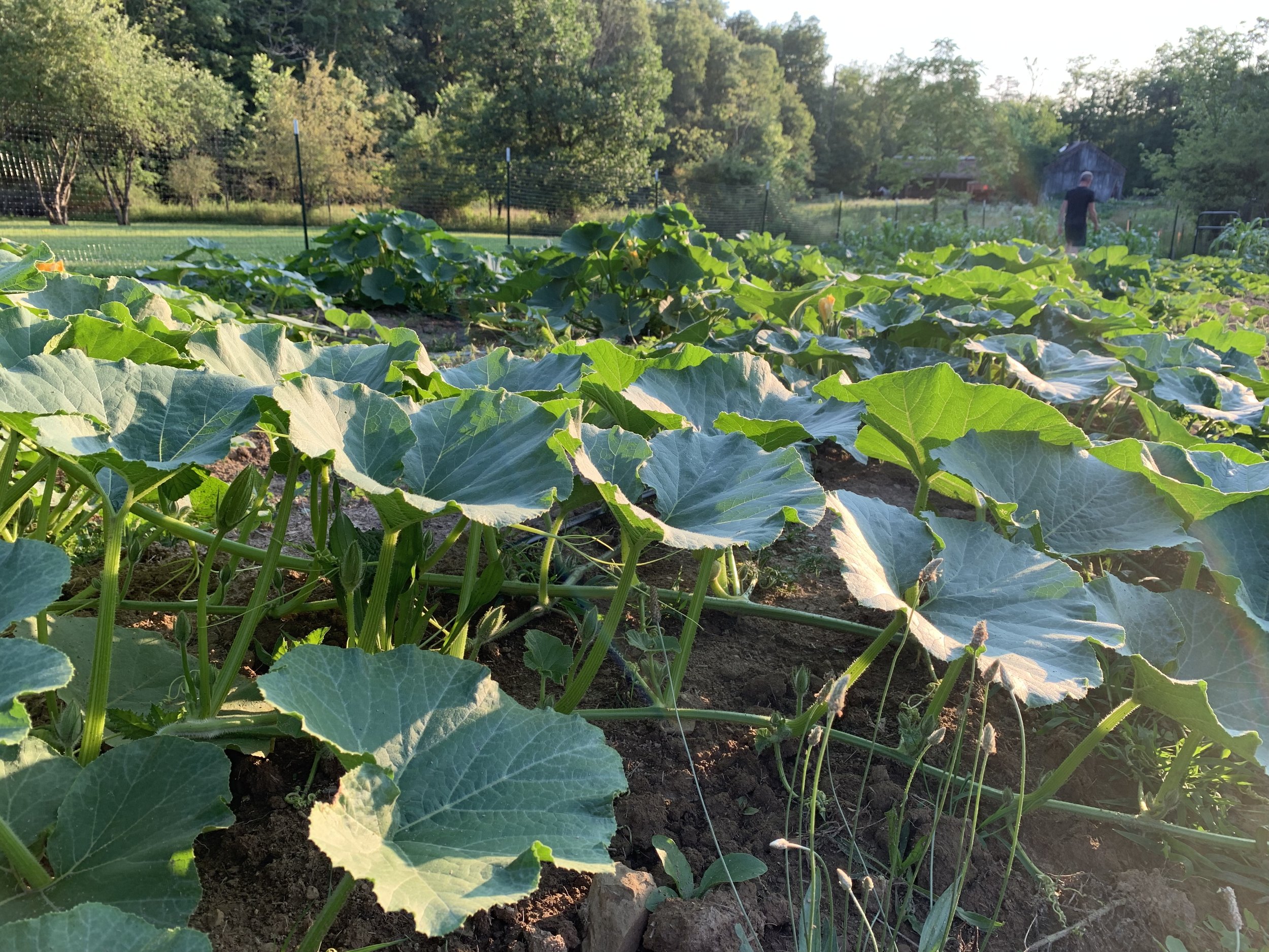 Vegetable garden with large green leaves and a person in the background, surrounded by trees.