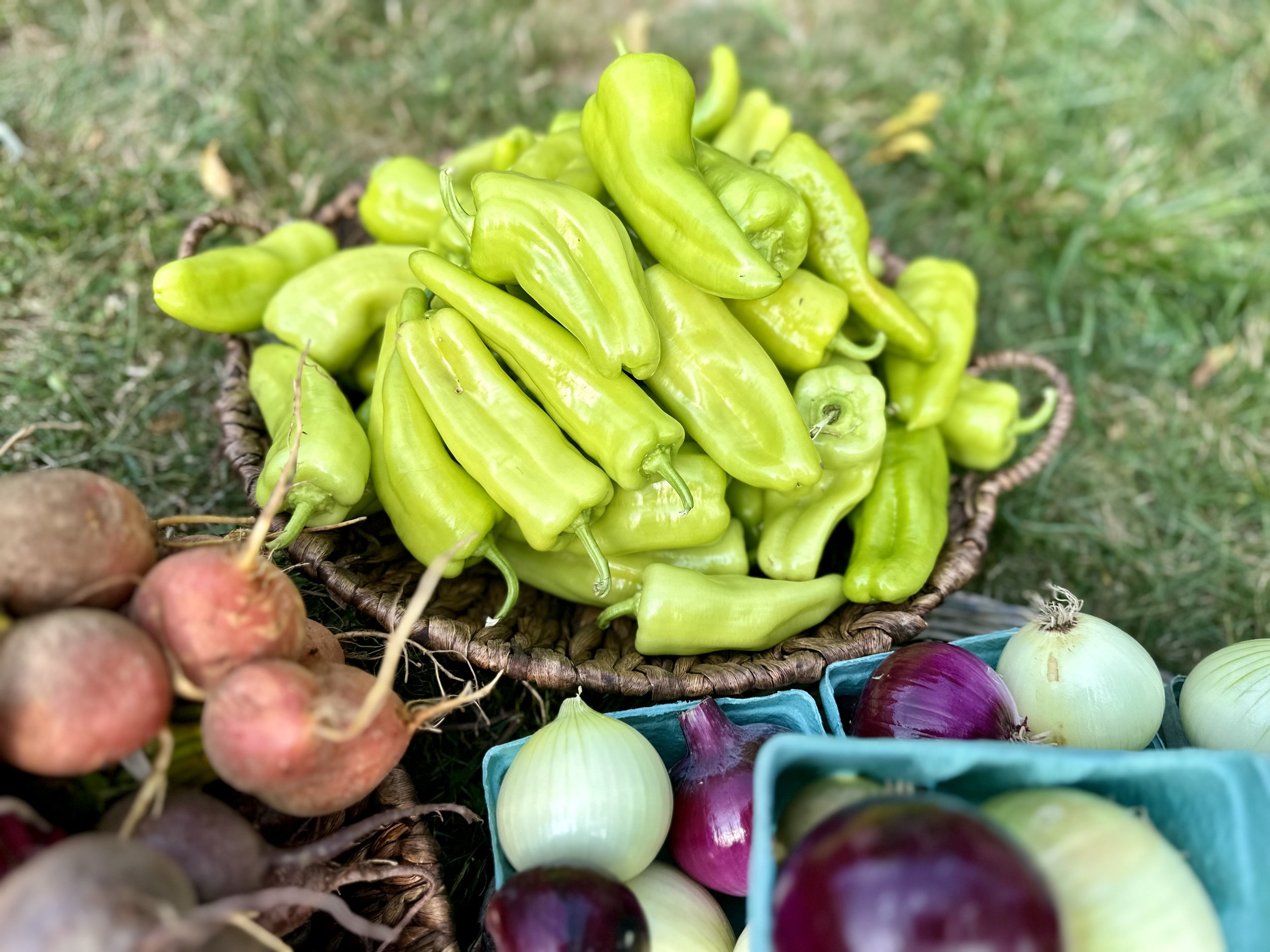 A basket of green peppers surrounded by beets, red and white onions, displayed on grass.