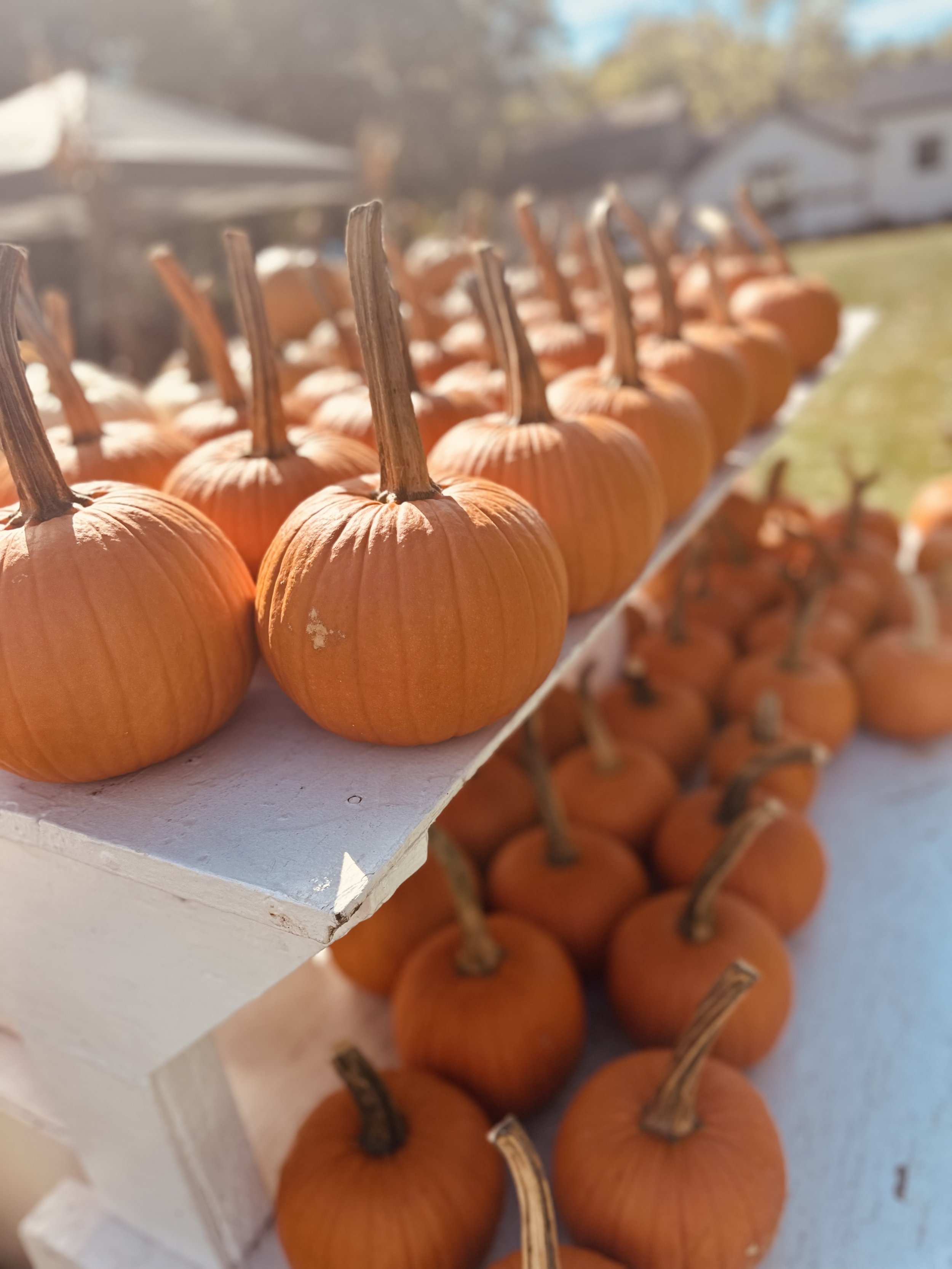 Pumpkins displayed on a white wooden stand outdoors.