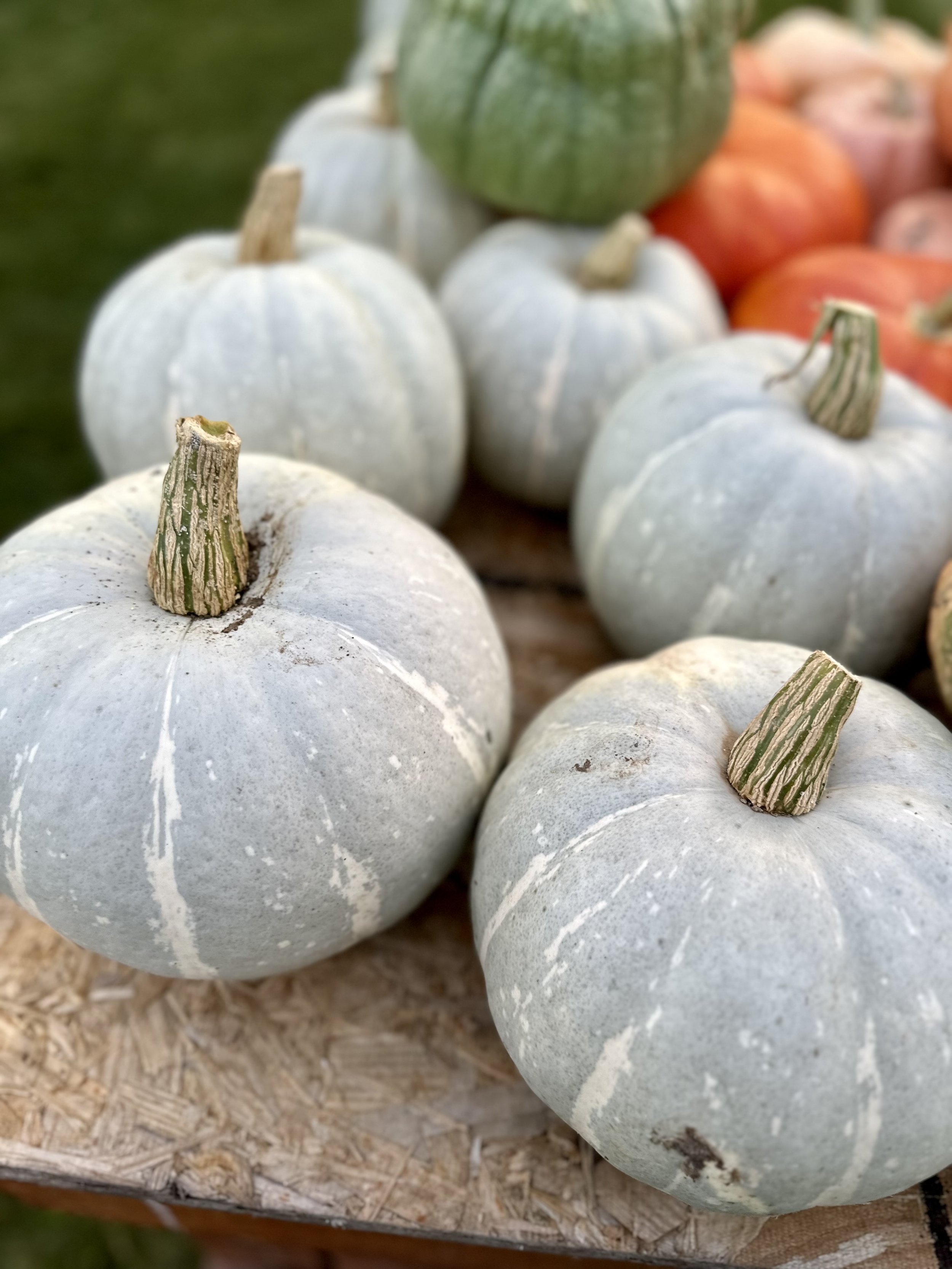 Pile of gray pumpkins with other colored pumpkins in the background on a wooden surface.