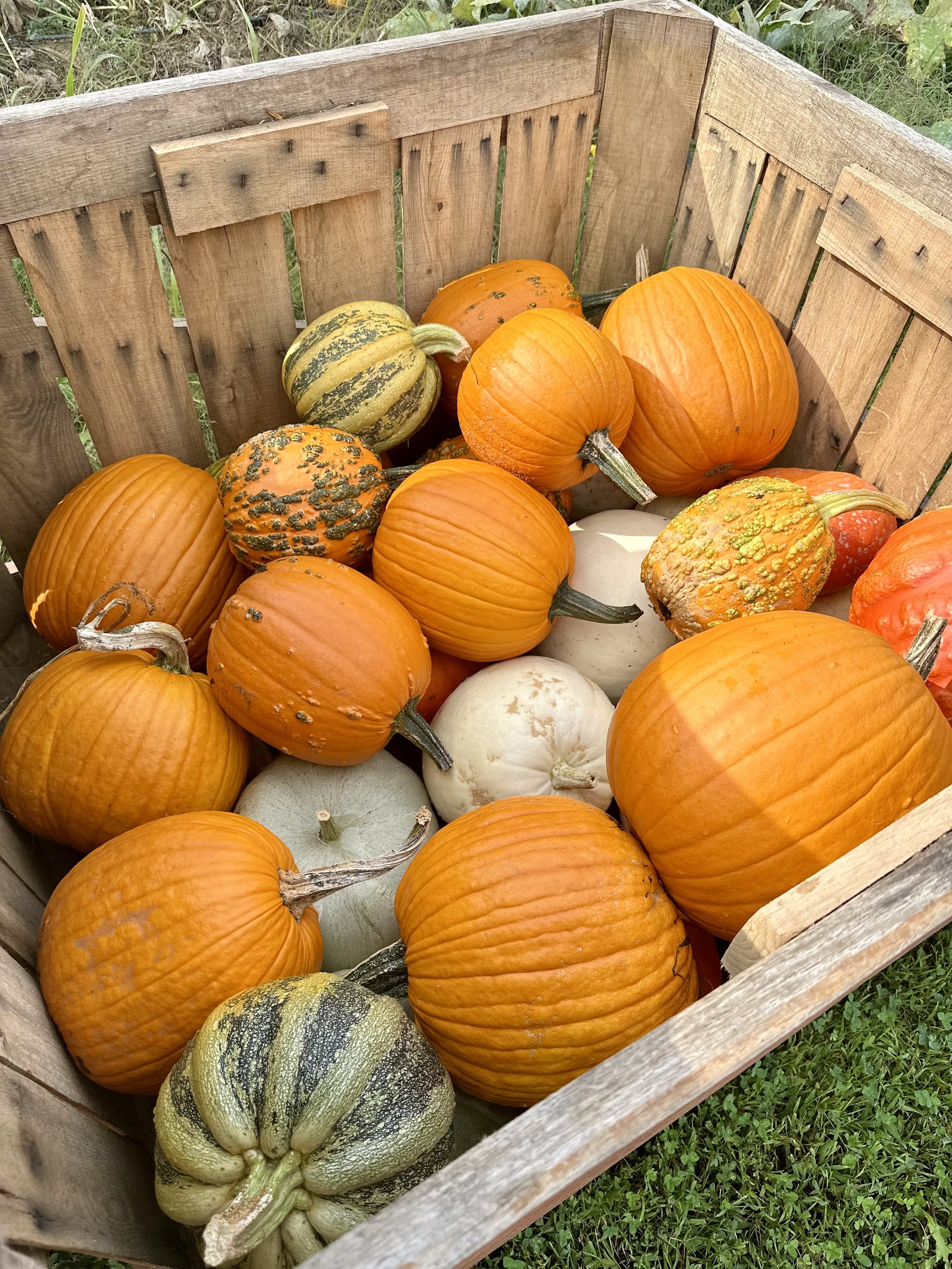 A wooden crate filled with various pumpkins and gourds, including orange, green, and white varieties, on a grassy surface.
