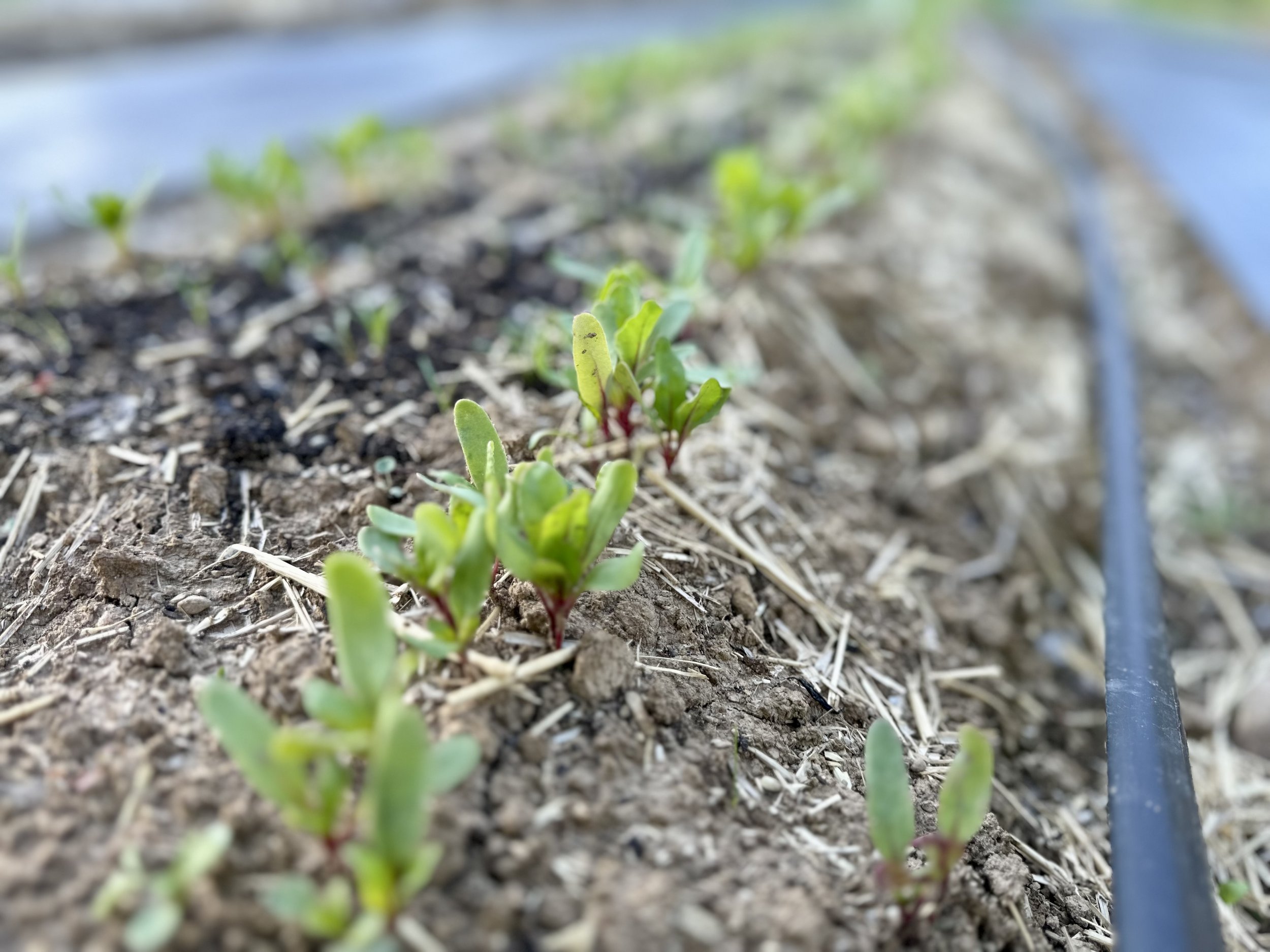 Young plants sprouting in a garden bed with soil and drip irrigation