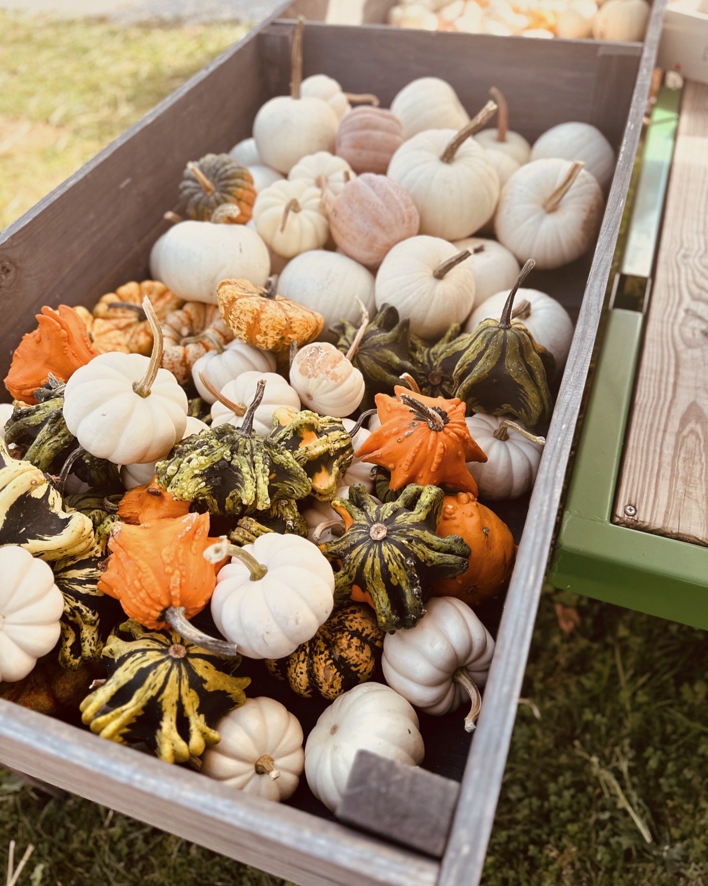 A wooden crate filled with assorted small white pumpkins and colorful ornamental gourds, some with bumpy textures in shades of orange and green.