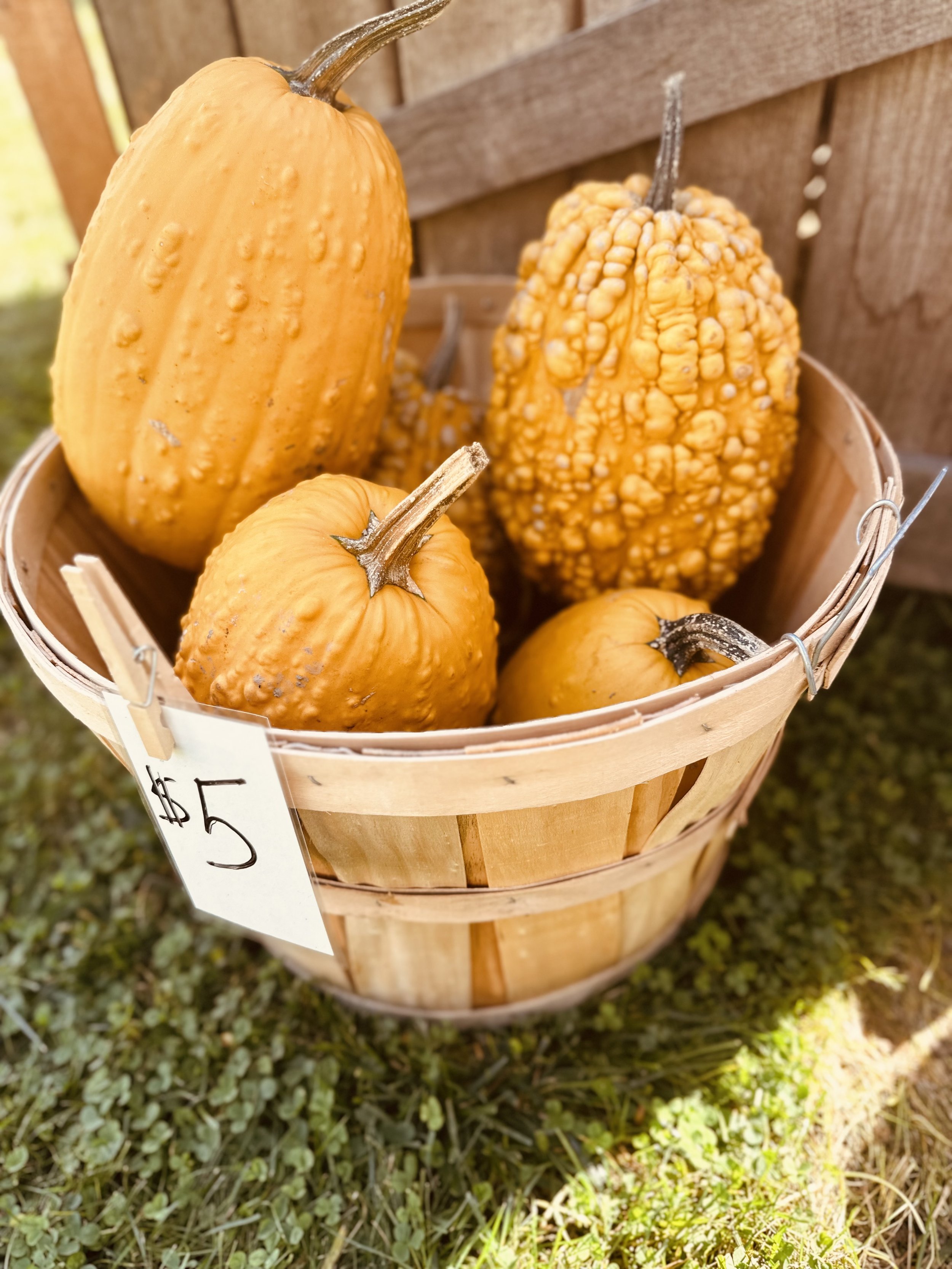 A basket with various yellow gourds, priced at $5, placed on grass next to a wooden fence.