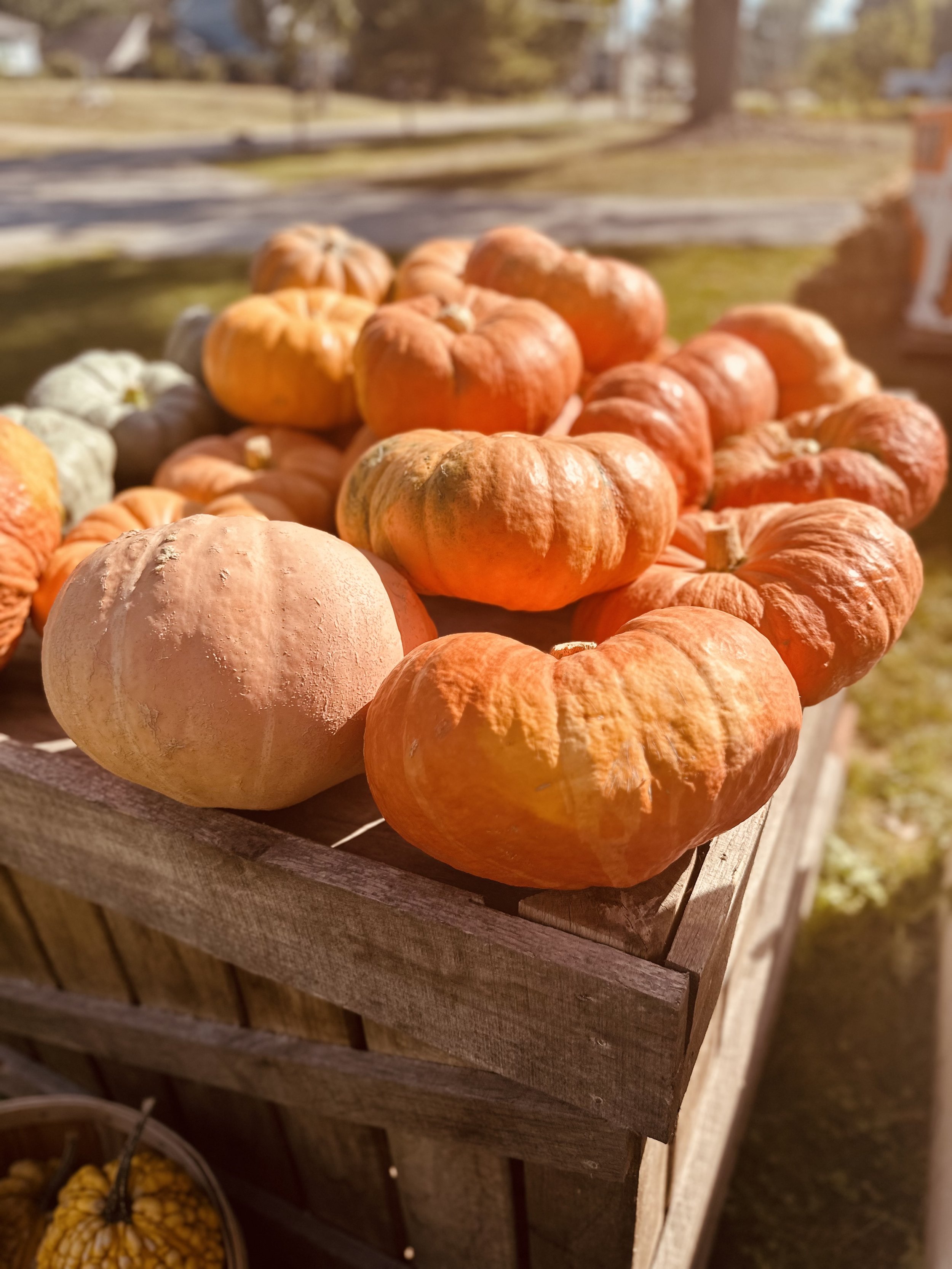 Pile of pumpkins in a wooden crate outdoors, with sunlight casting shadows on them.