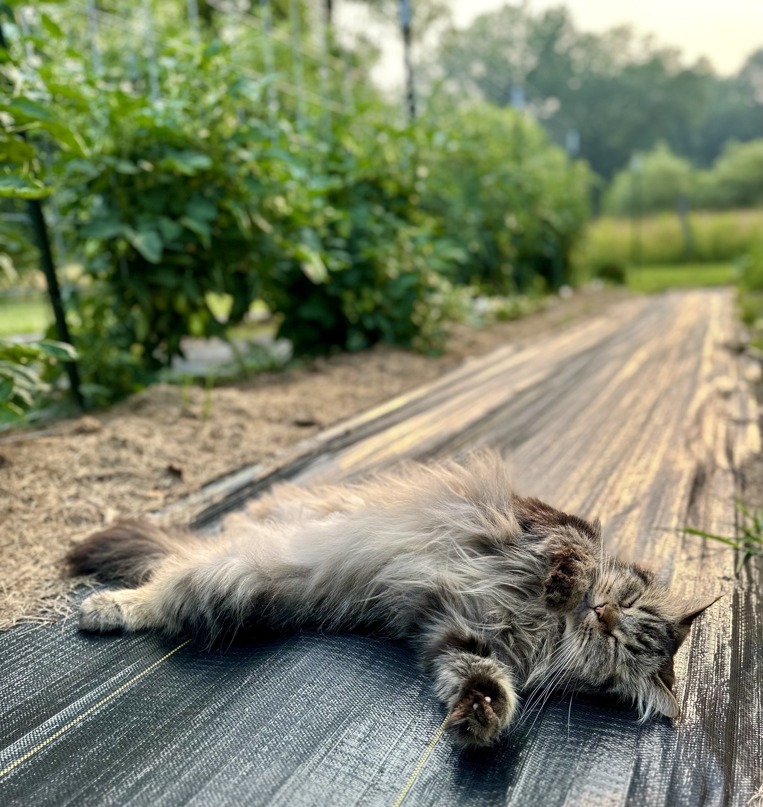 Fluffy cat lying on black mat in garden with green plants in background.
