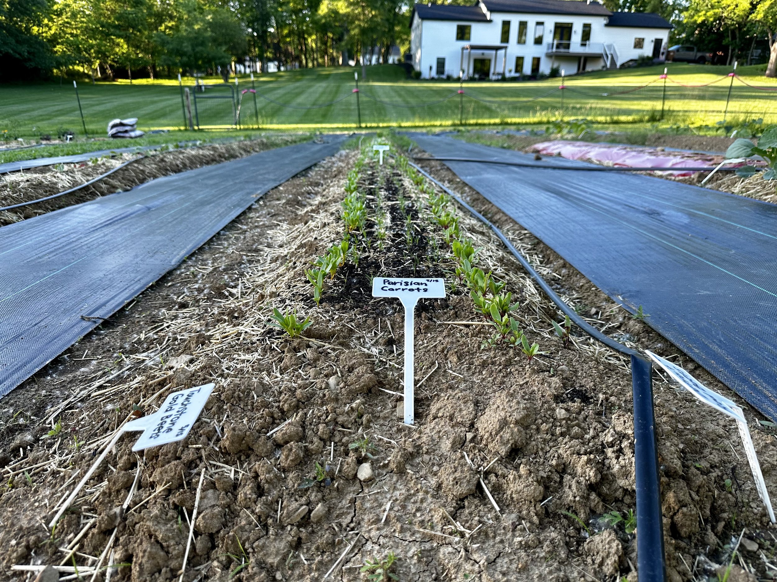 Garden with rows of young plants, labeled as "Parisian Carrots." Black irrigation pipes run alongside the neatly prepared soil beds, with a background of a white house and grassy lawn.