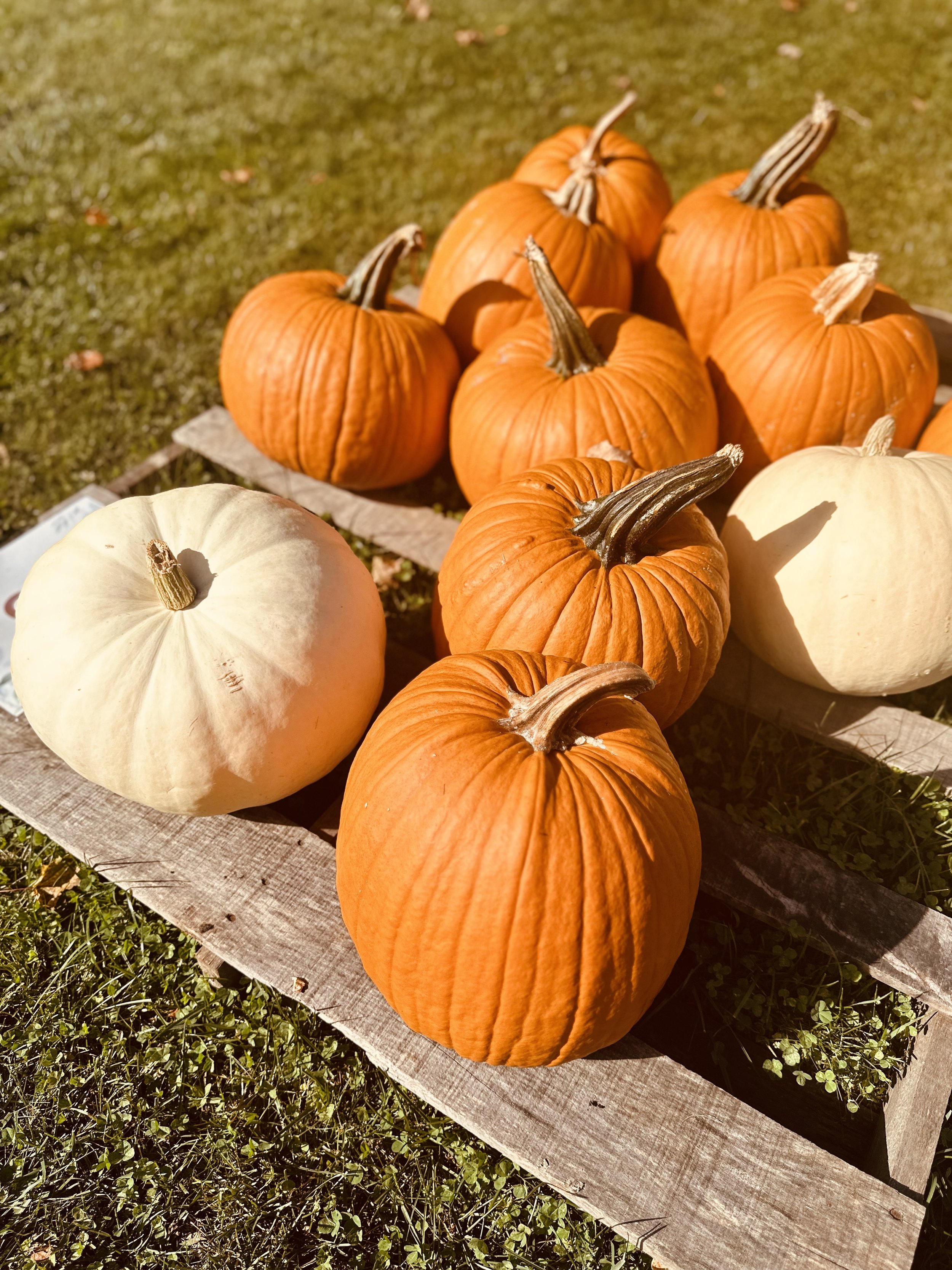 A collection of orange and white pumpkins on a wooden pallet in a grassy area.