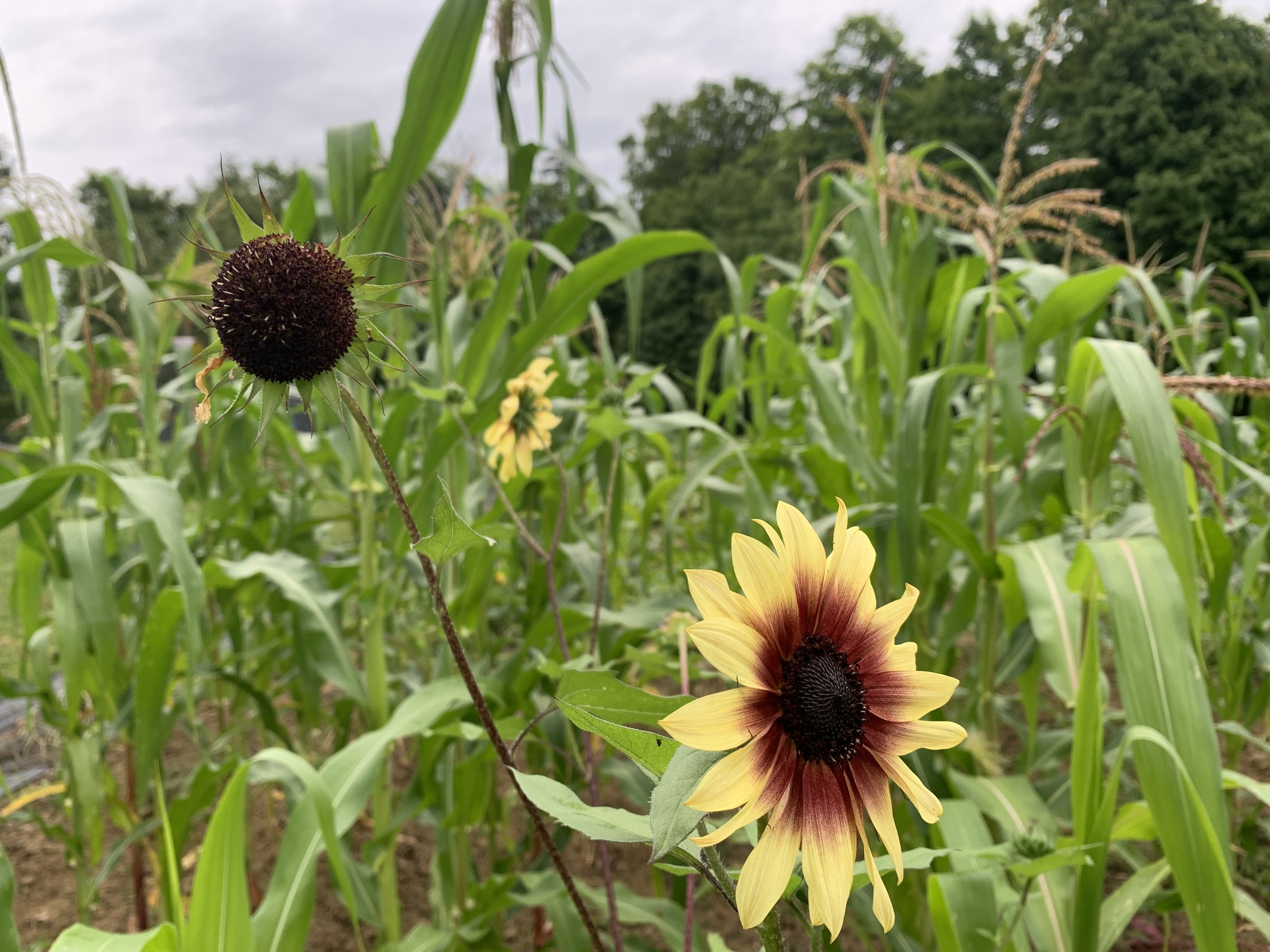 Sunflower with cornfield background; yellow petals, brown center; overcast sky.