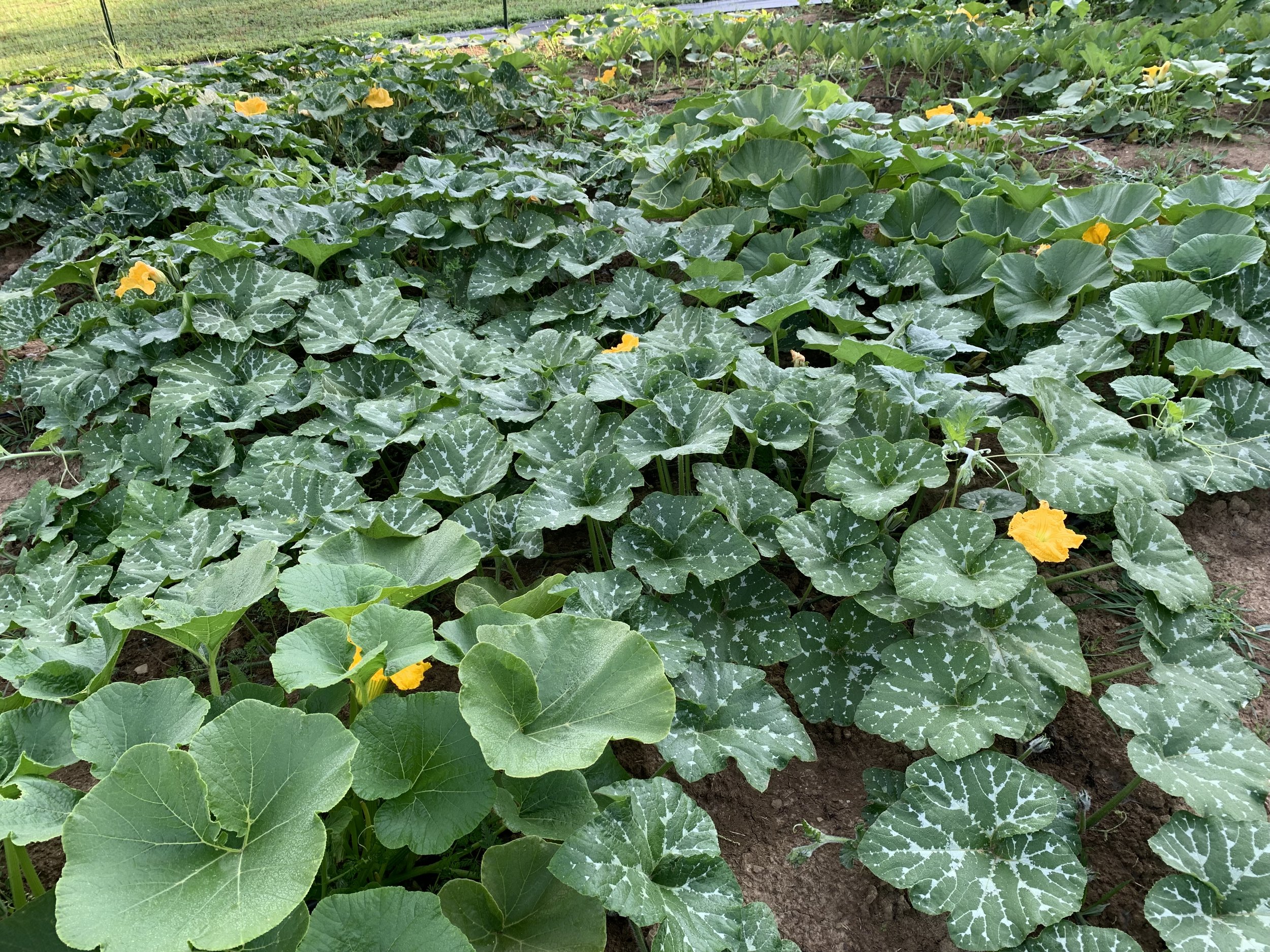 Pumpkin patch with large green leaves and yellow flowers