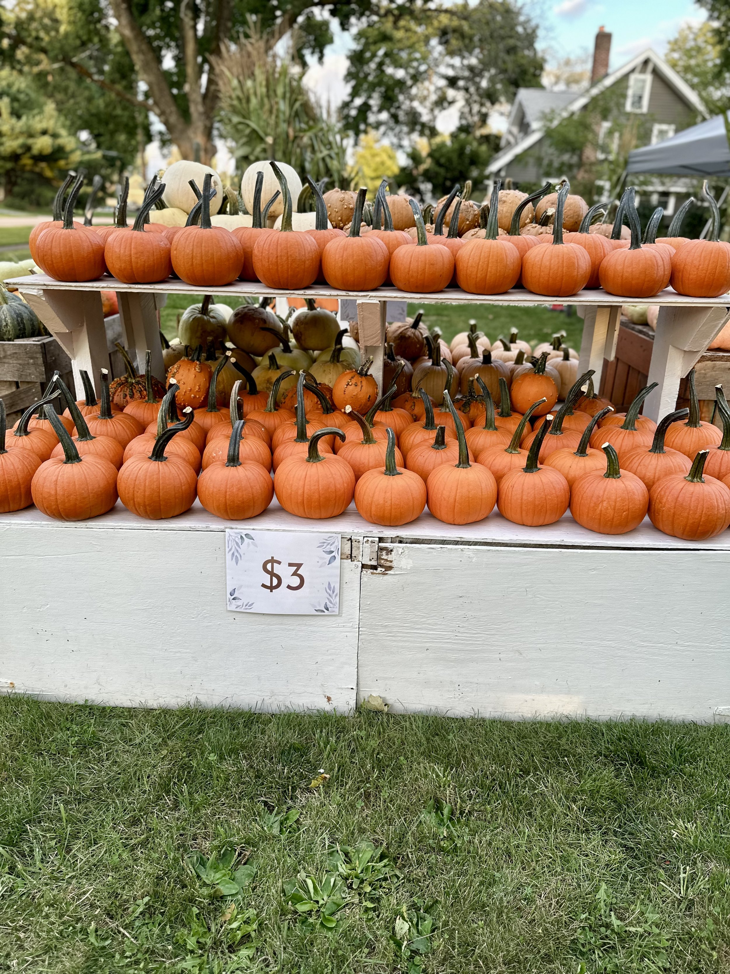 Display of small pumpkins on a tiered shelf outdoors with a price sign reading "$3," surrounded by greenery and trees.