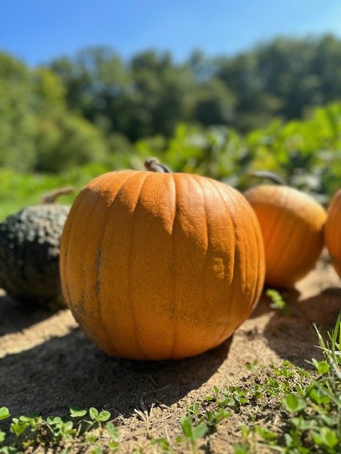 Orange pumpkin resting on the ground in a sunny outdoor setting, surrounded by greenery.
