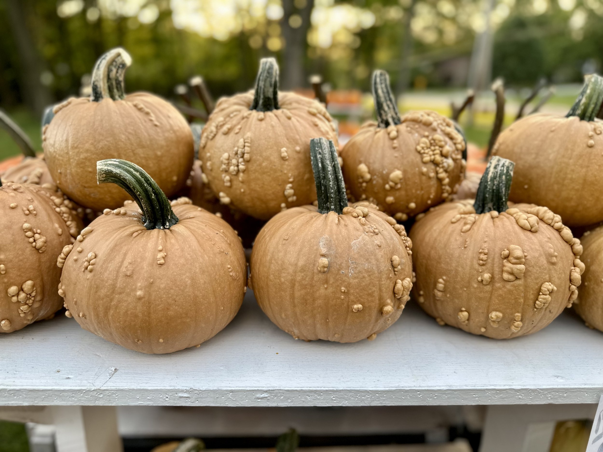 Warty pumpkins on a white table.