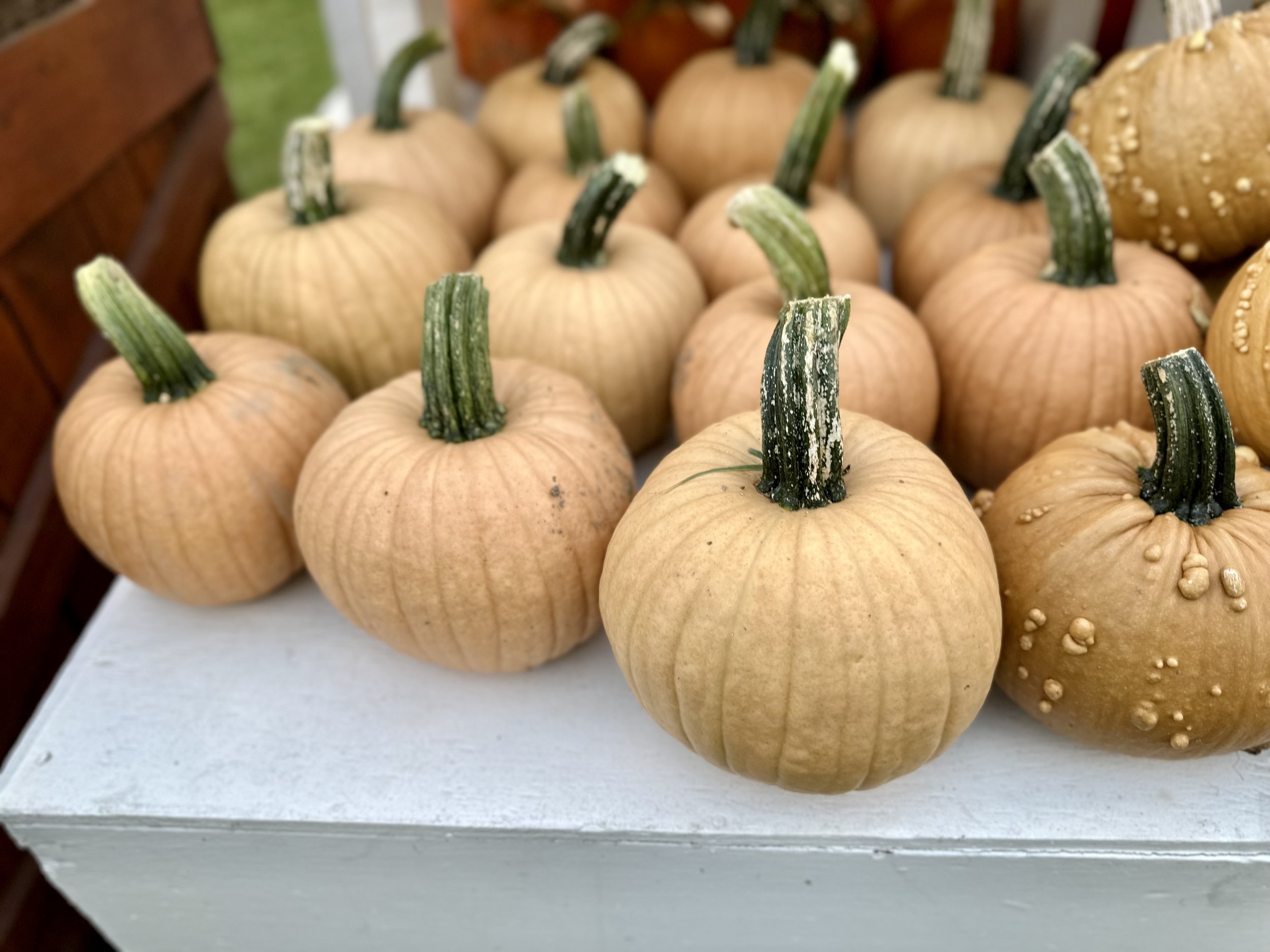 Several small pumpkins with green stems displayed on a white surface.
