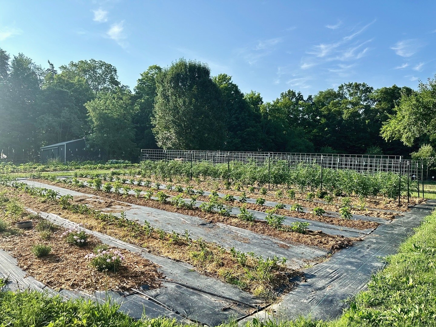 Vegetable garden with rows of plants, mulch, and trellises in a sunny outdoor setting with trees in the background.