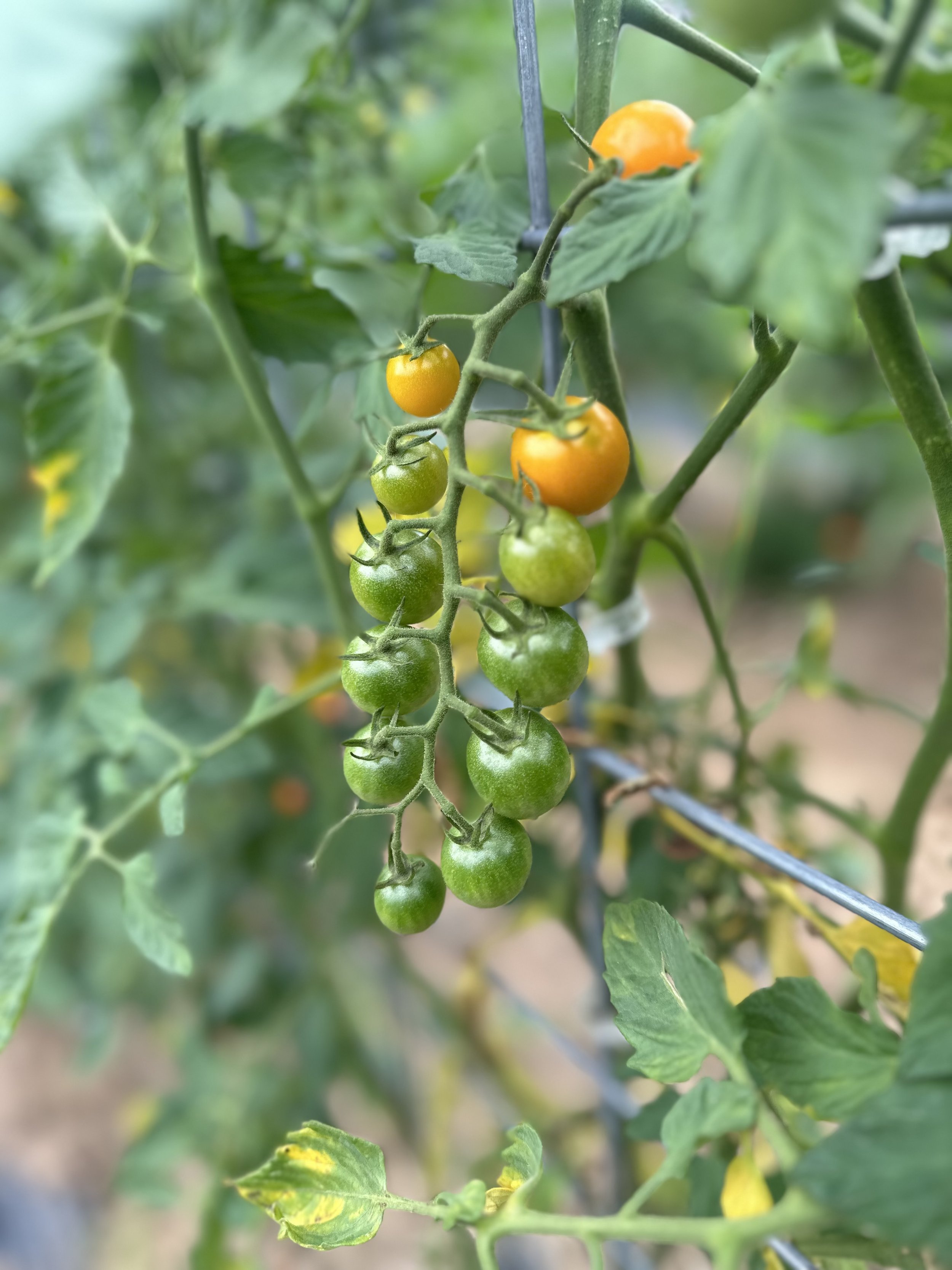 Vine with green and orange cherry tomatoes