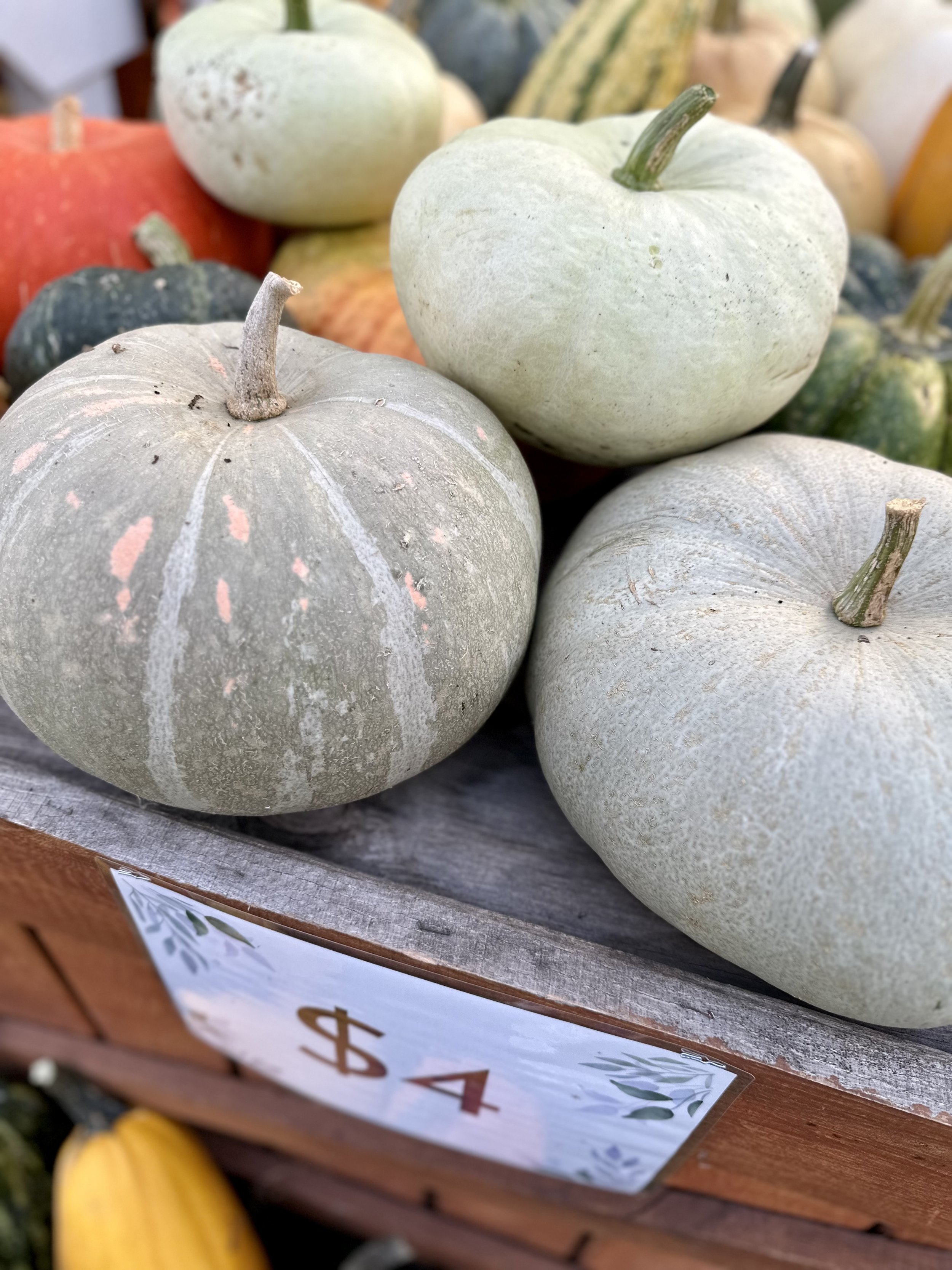 Various pumpkins and gourds on display at a market, marked for sale at $4 each.
