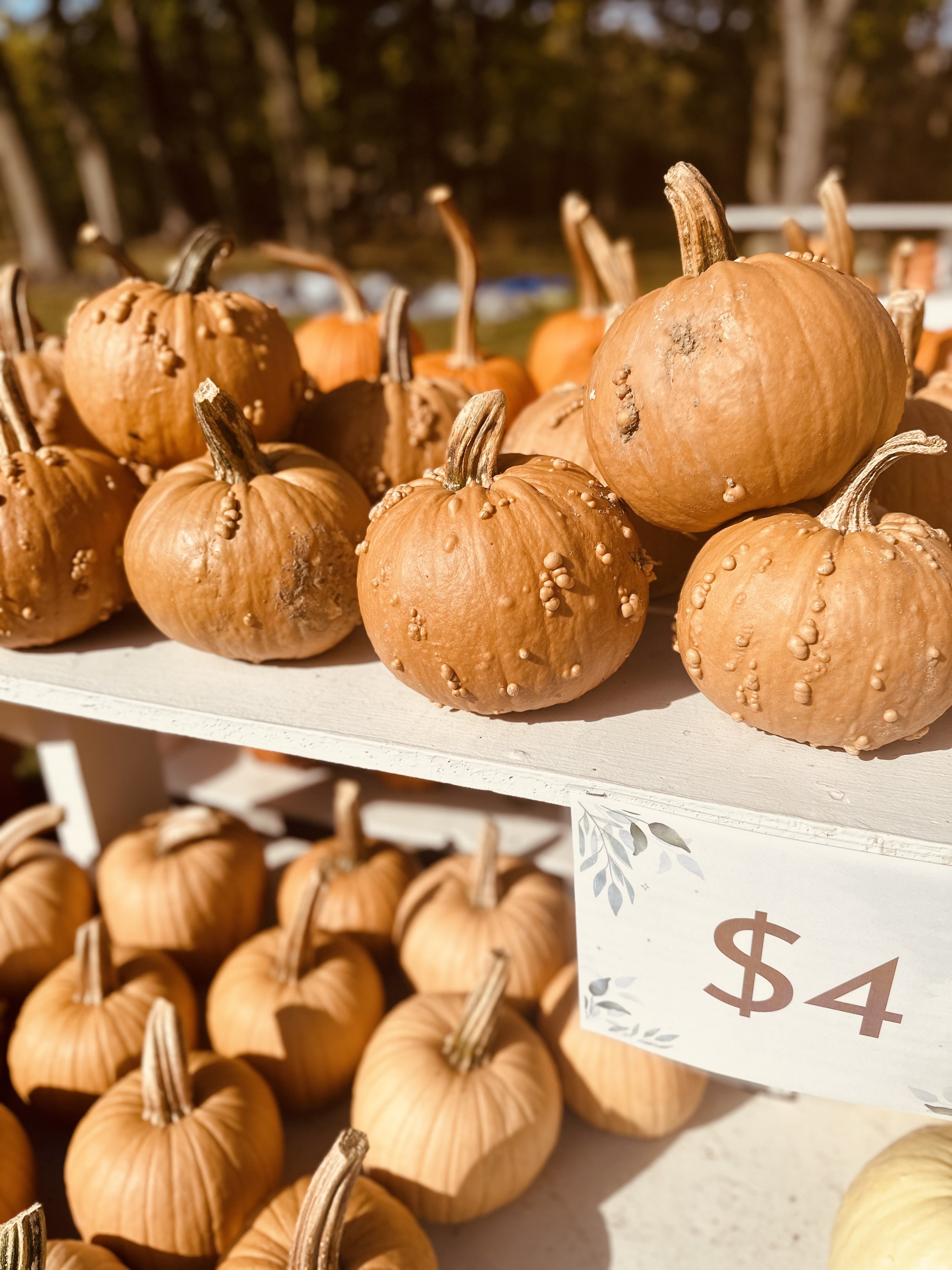 Display of small pumpkins with warty textures on a wooden stand, priced at $4 each.