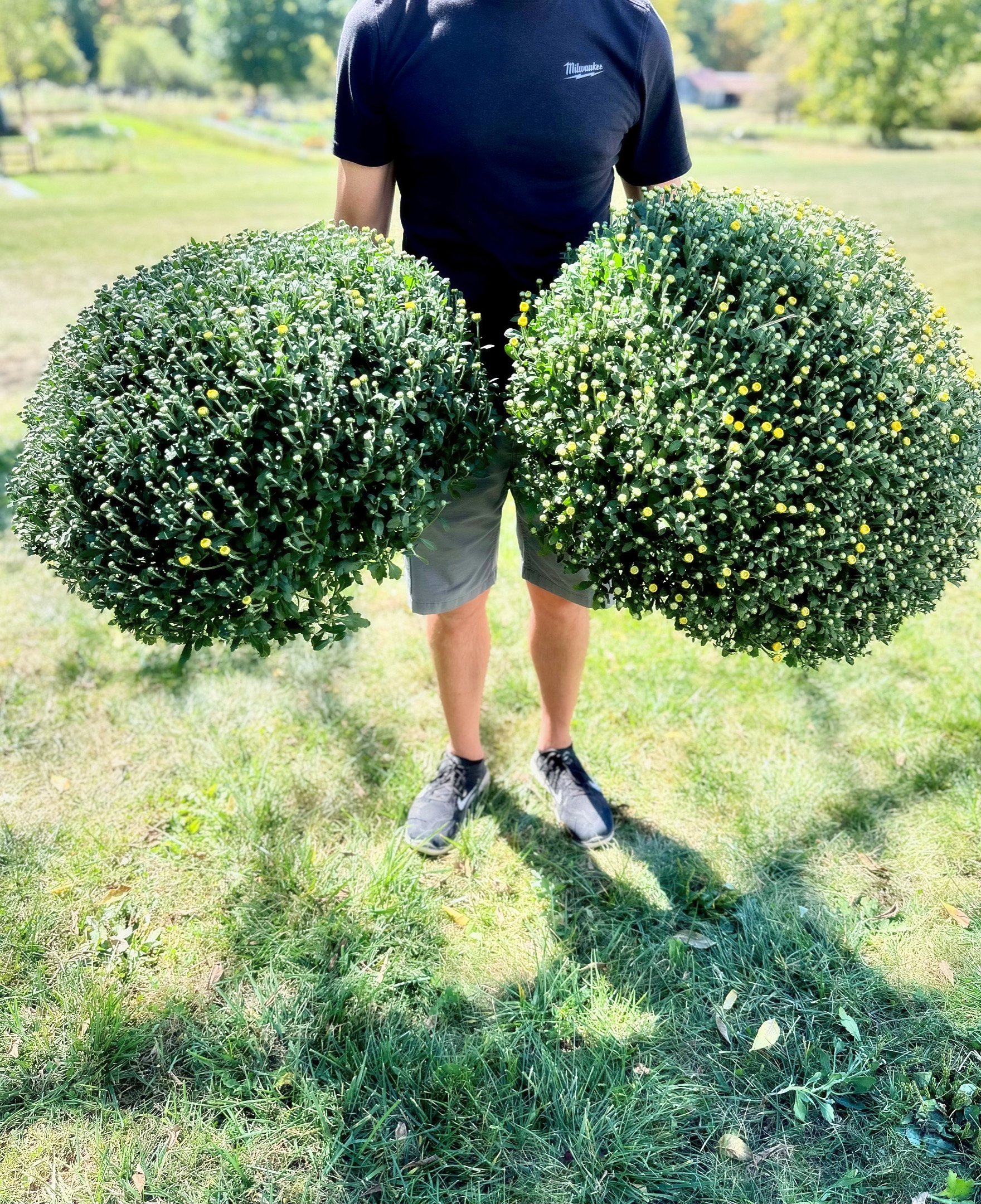 Person holding two large round chrysanthemum plants on a grassy lawn in sunlight.