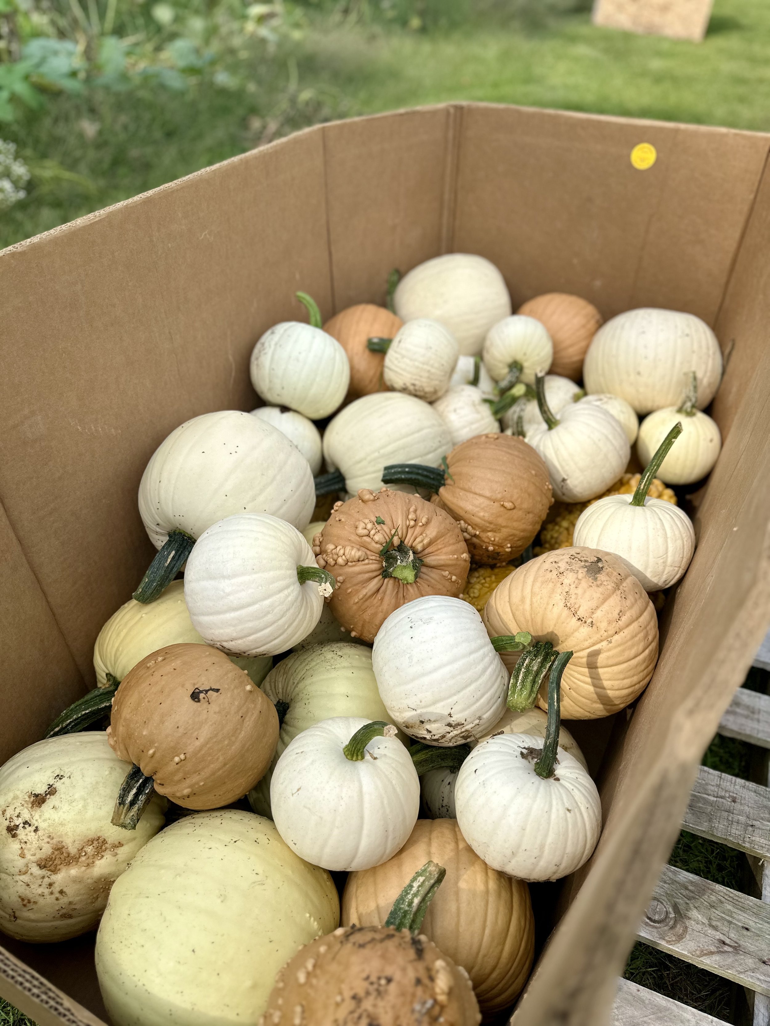 Box of assorted white and tan pumpkins outdoors on a wooden pallet