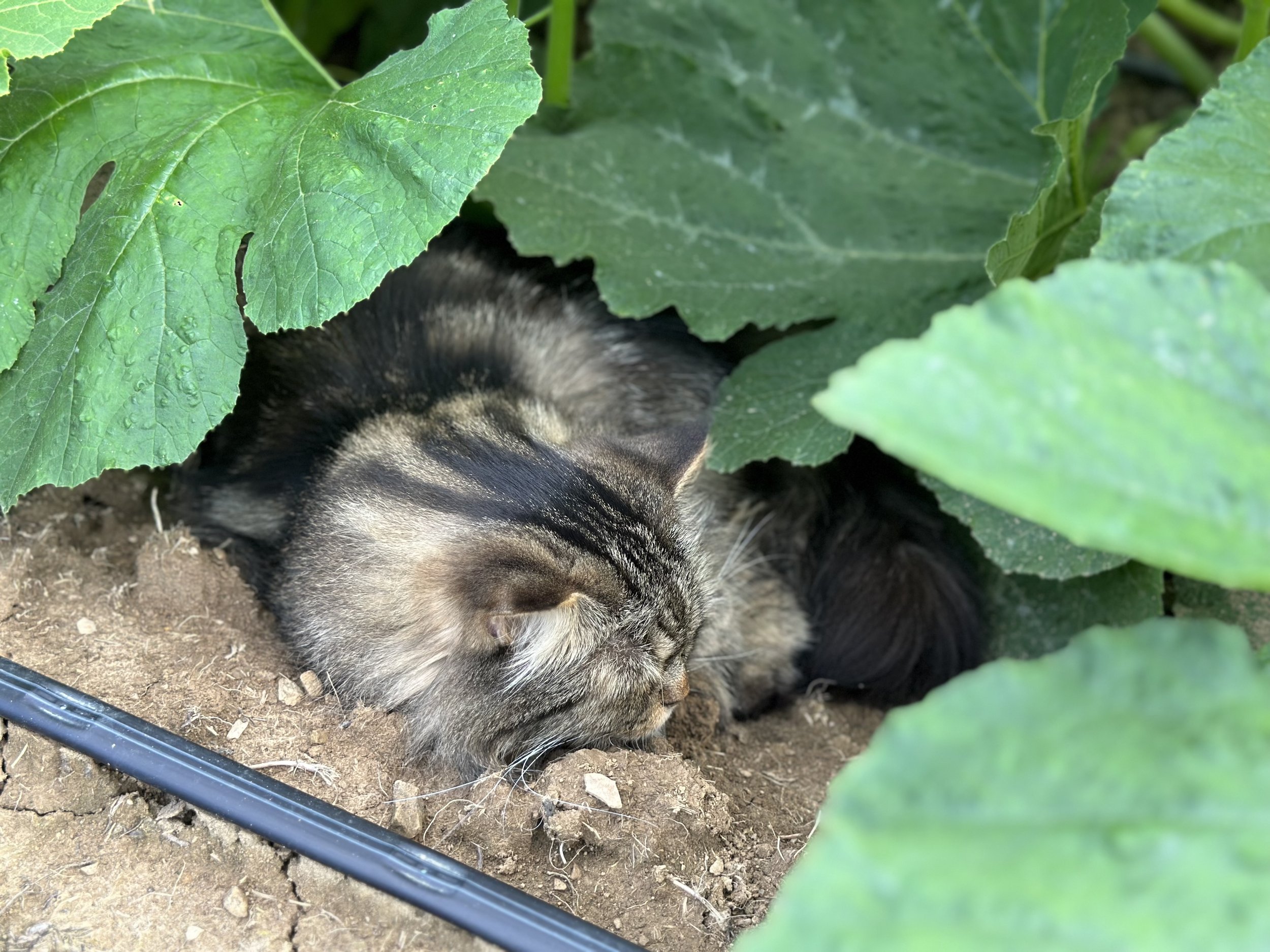 A cat sleeping under large green leaves in a garden.