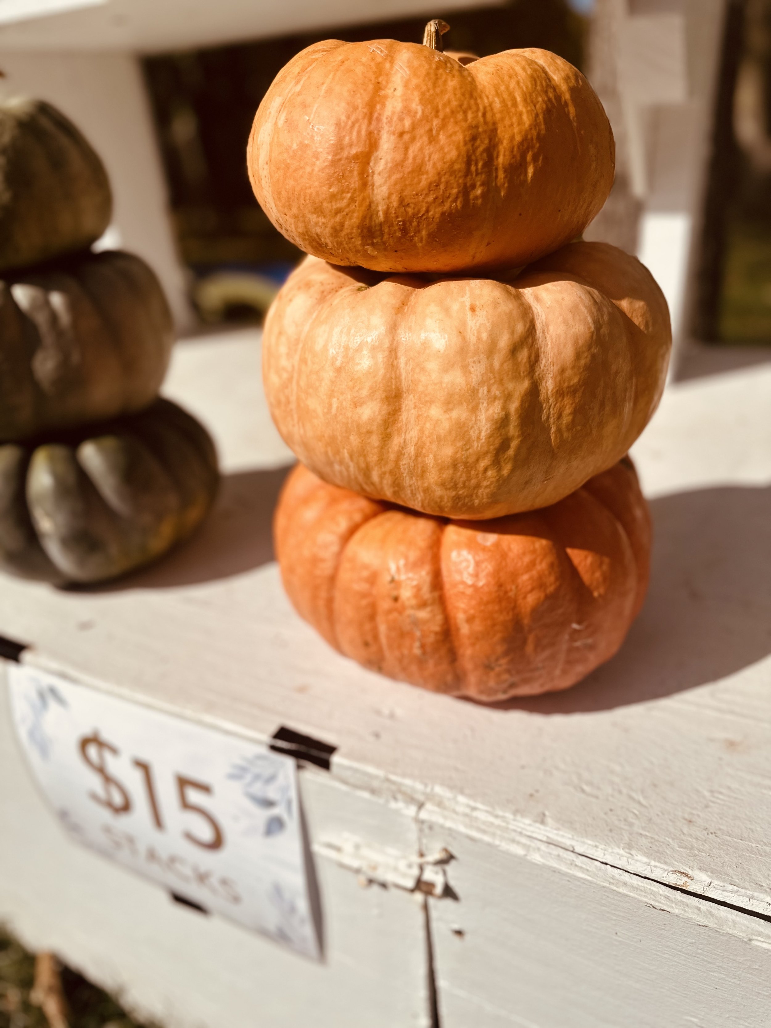Stacked pumpkins for sale, priced at $15, displayed on a white wooden shelf in sunlight.