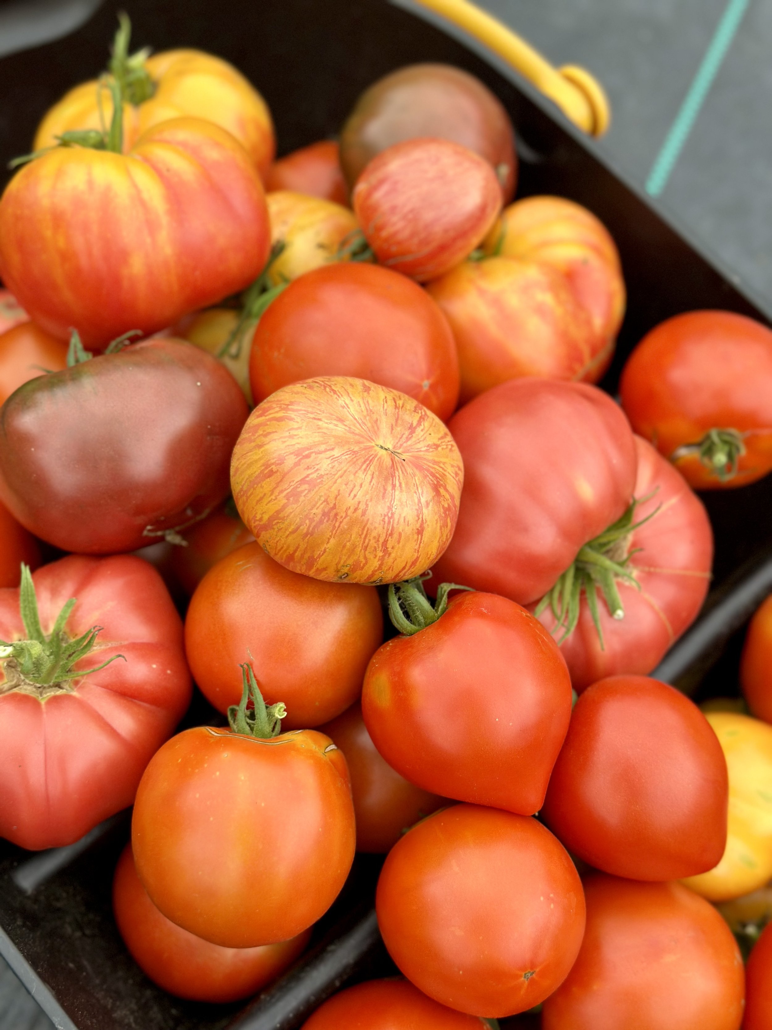Assorted heirloom tomatoes in a basket