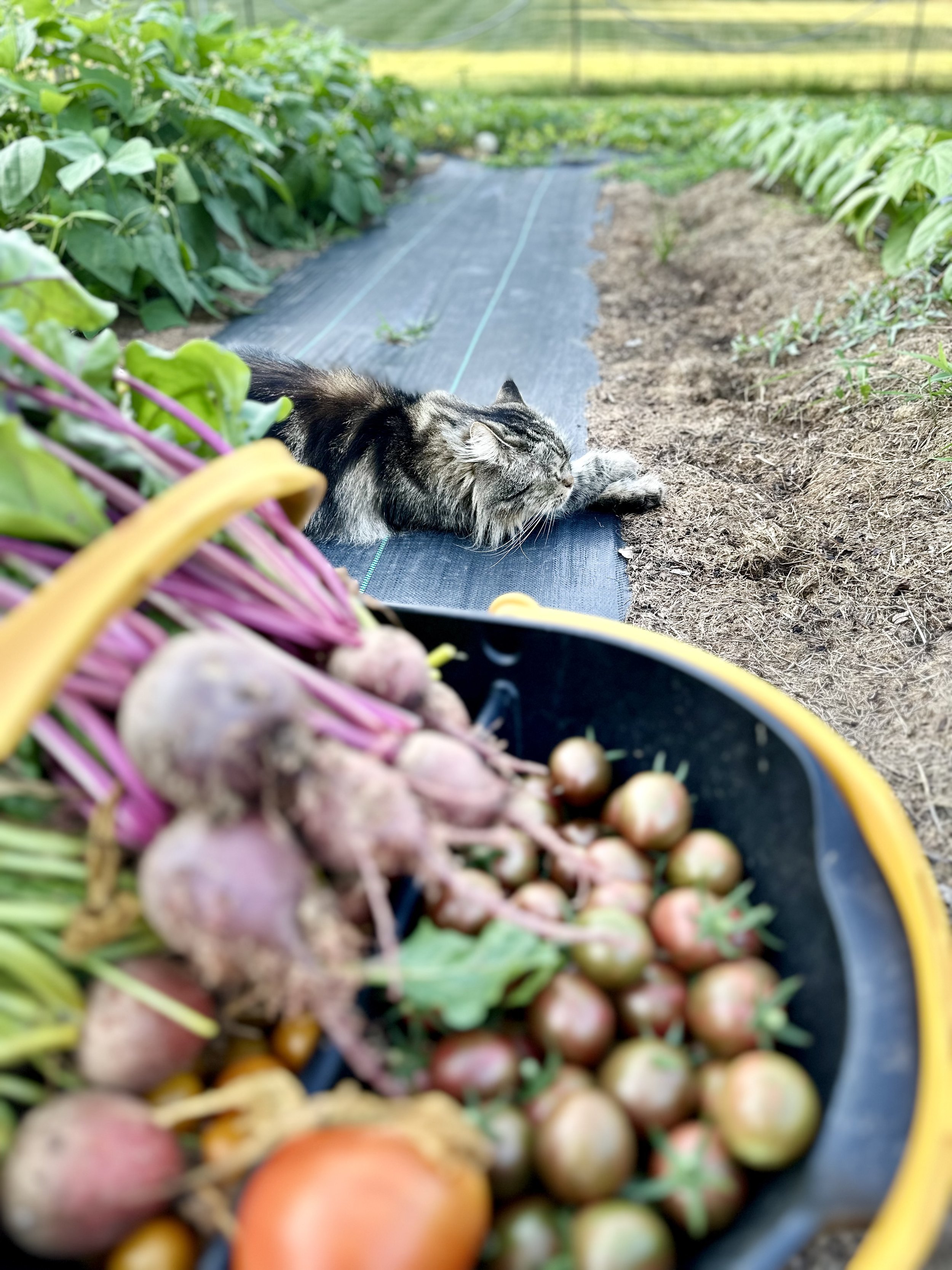 A garden scene with a cat lounging on a pathway next to lush green plants. In the foreground, a basket filled with freshly harvested beets and tomatoes.