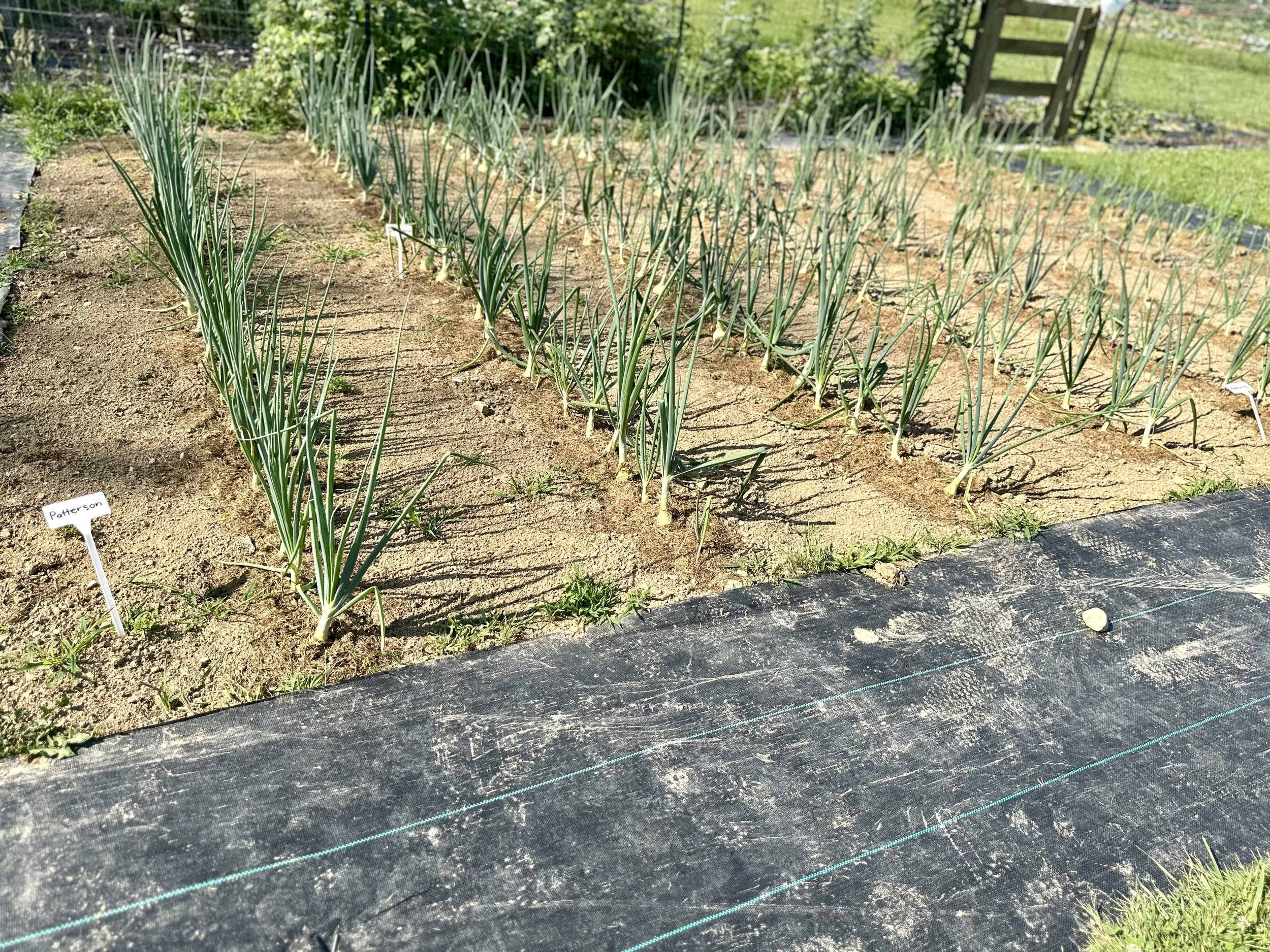 Vegetable garden with onions growing in rows, labeled 'Patterson', surrounded by grass and a black tarp walkway.