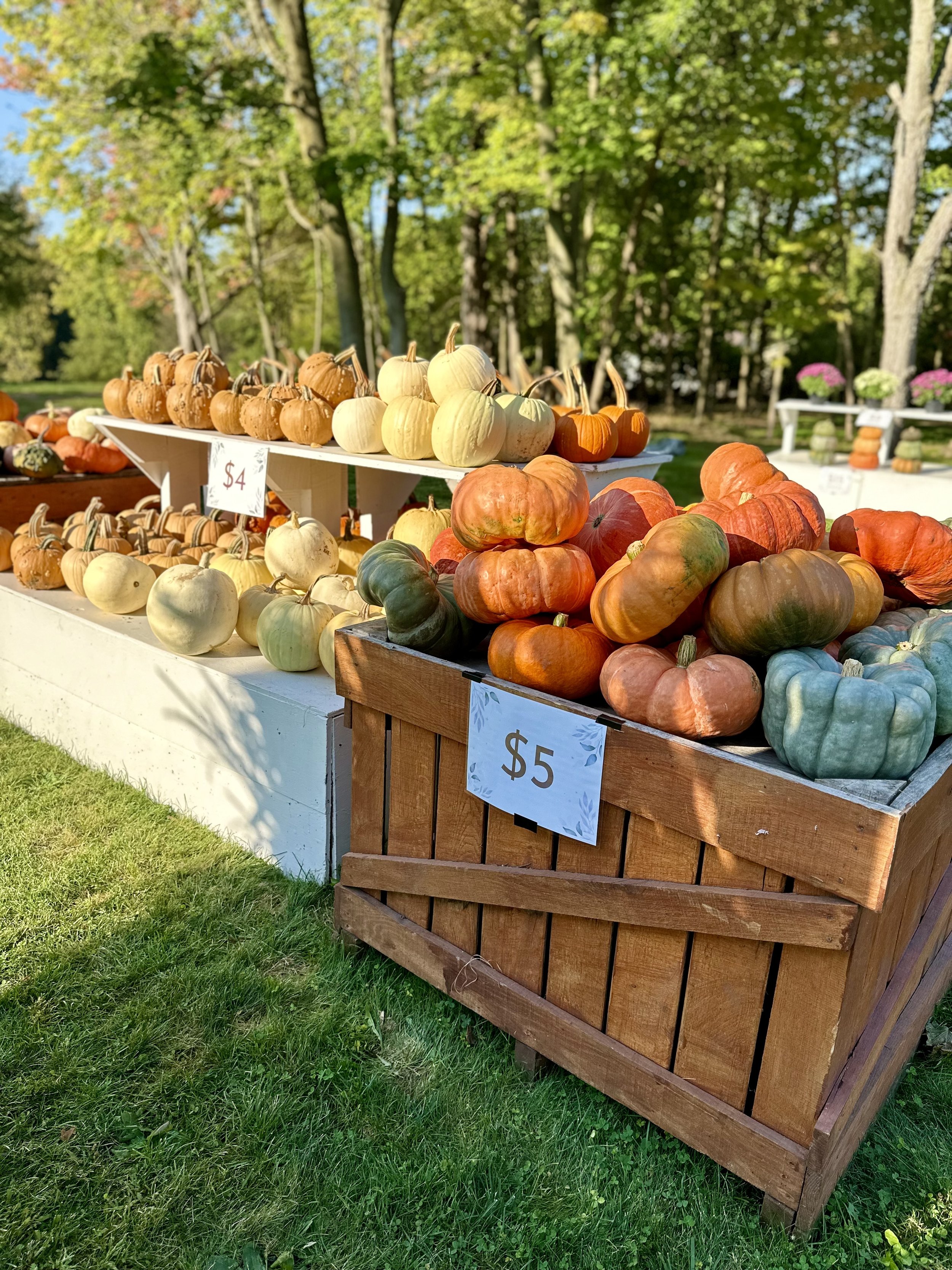 Variety of pumpkins displayed for sale in a wooden crate with price signs of $4 and $5, set outdoors against a backdrop of trees and grass.