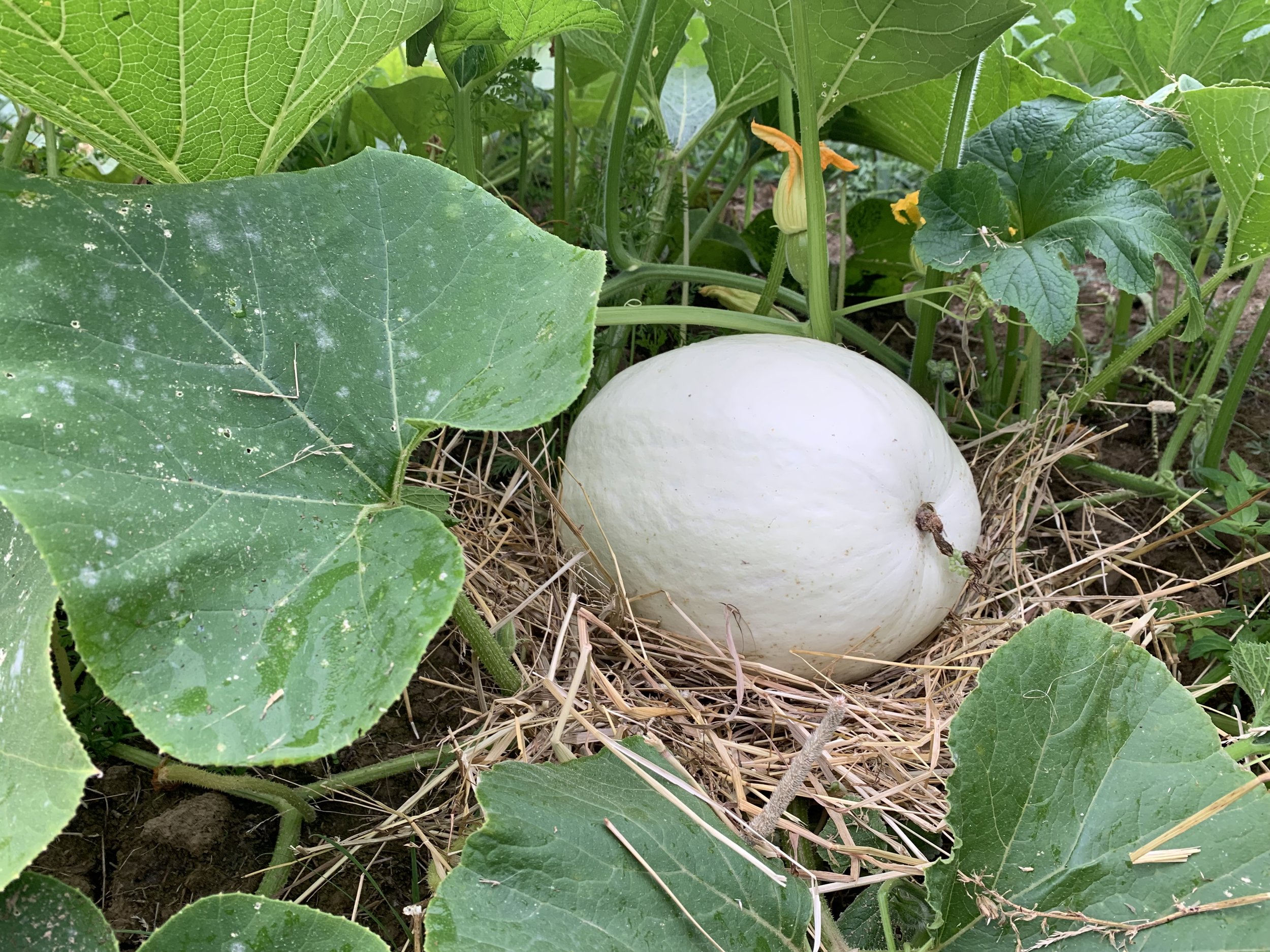 A white pumpkin growing in a garden surrounded by large green leaves and straw.