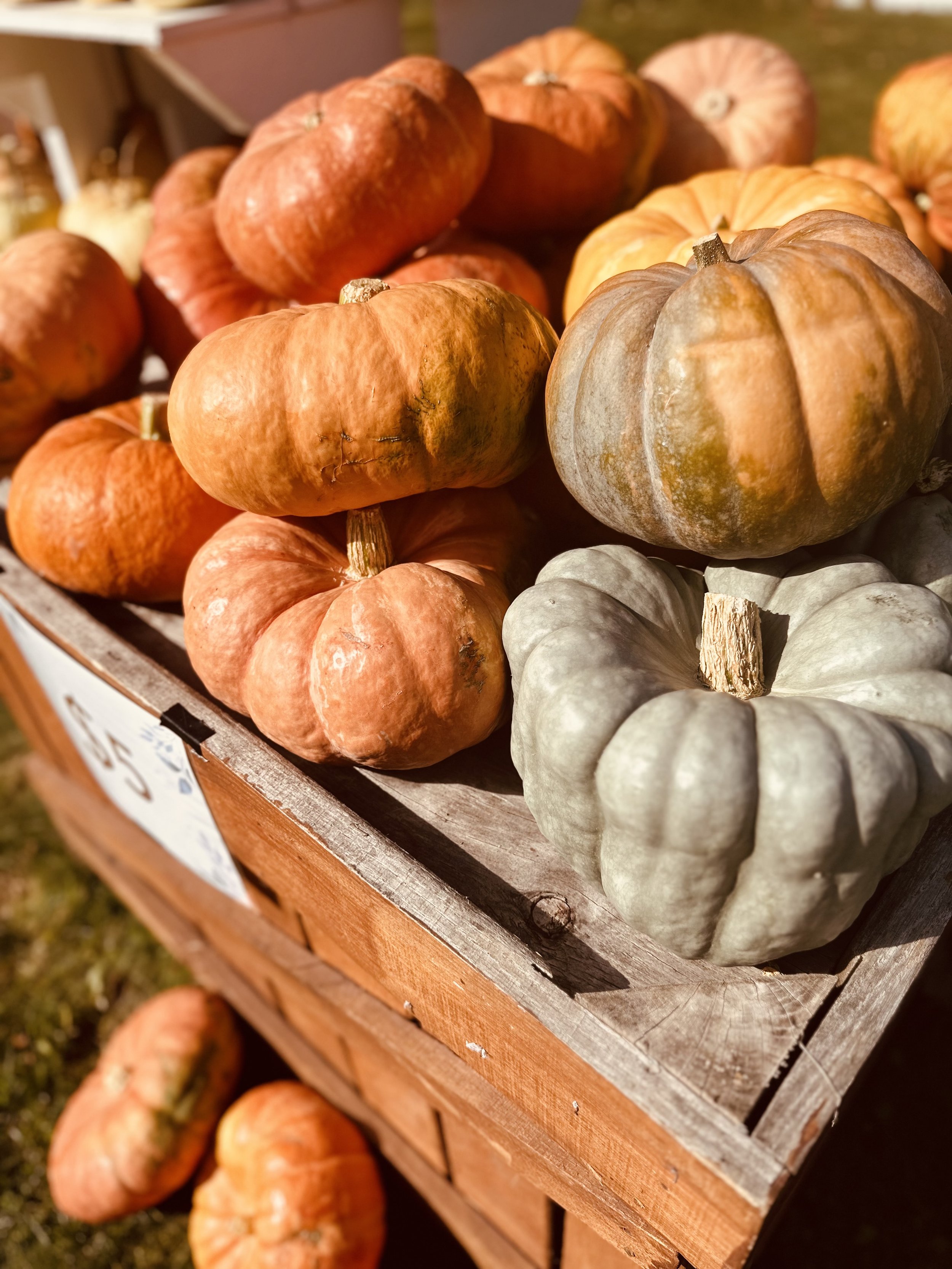 A wooden crate filled with a variety of pumpkins, including orange and green-gray ones, displayed outdoors on a sunny day.