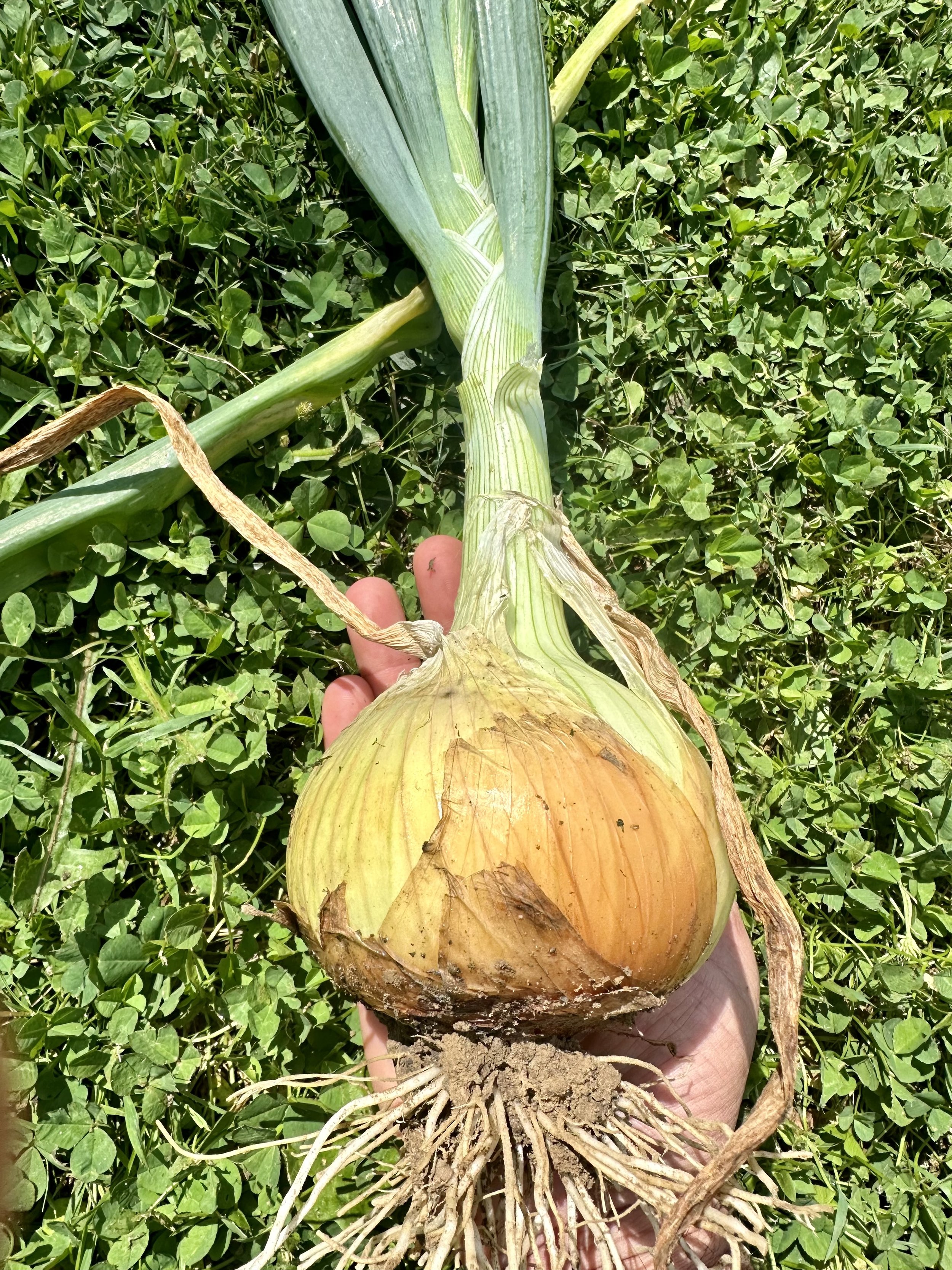Hand holding a freshly harvested onion with roots