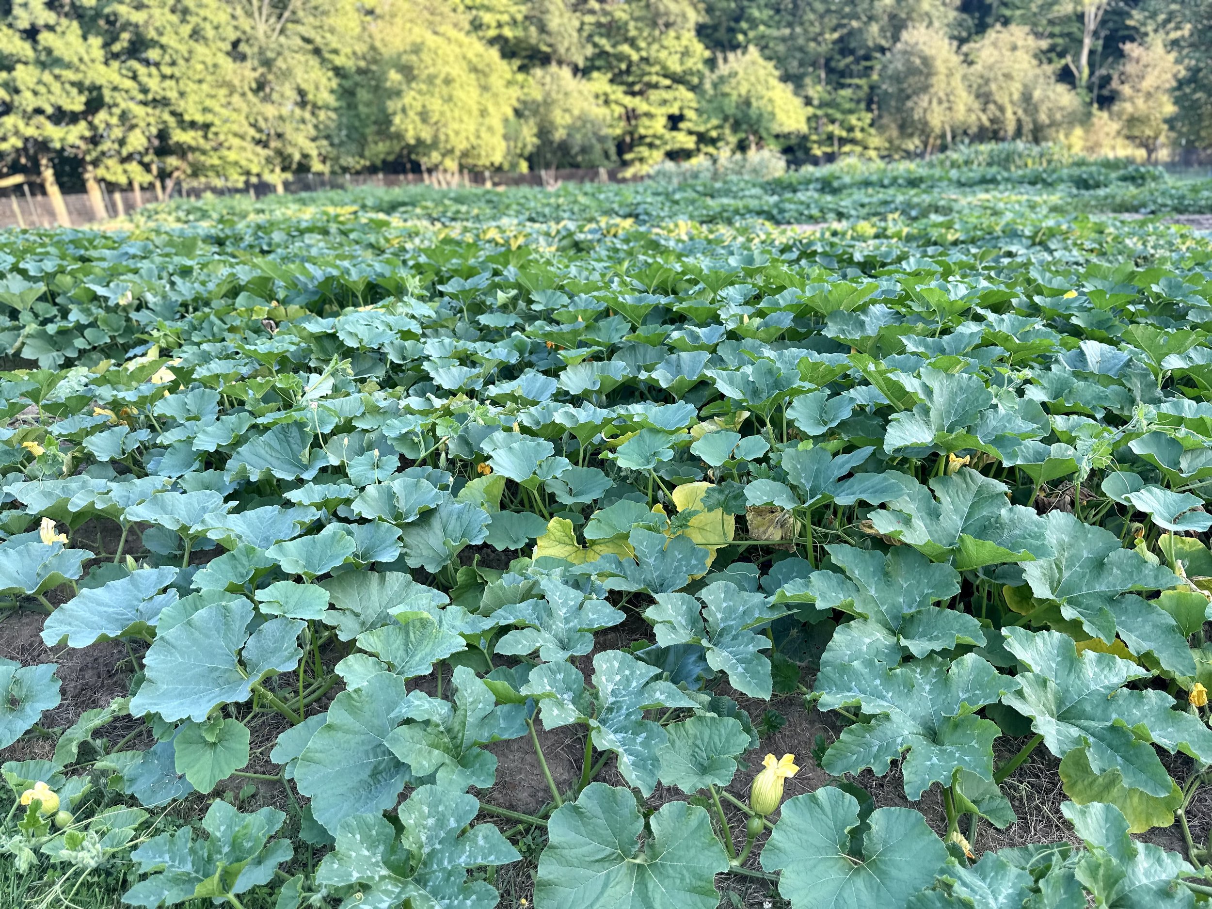 Lush pumpkin patch with green leaves and yellow flowers