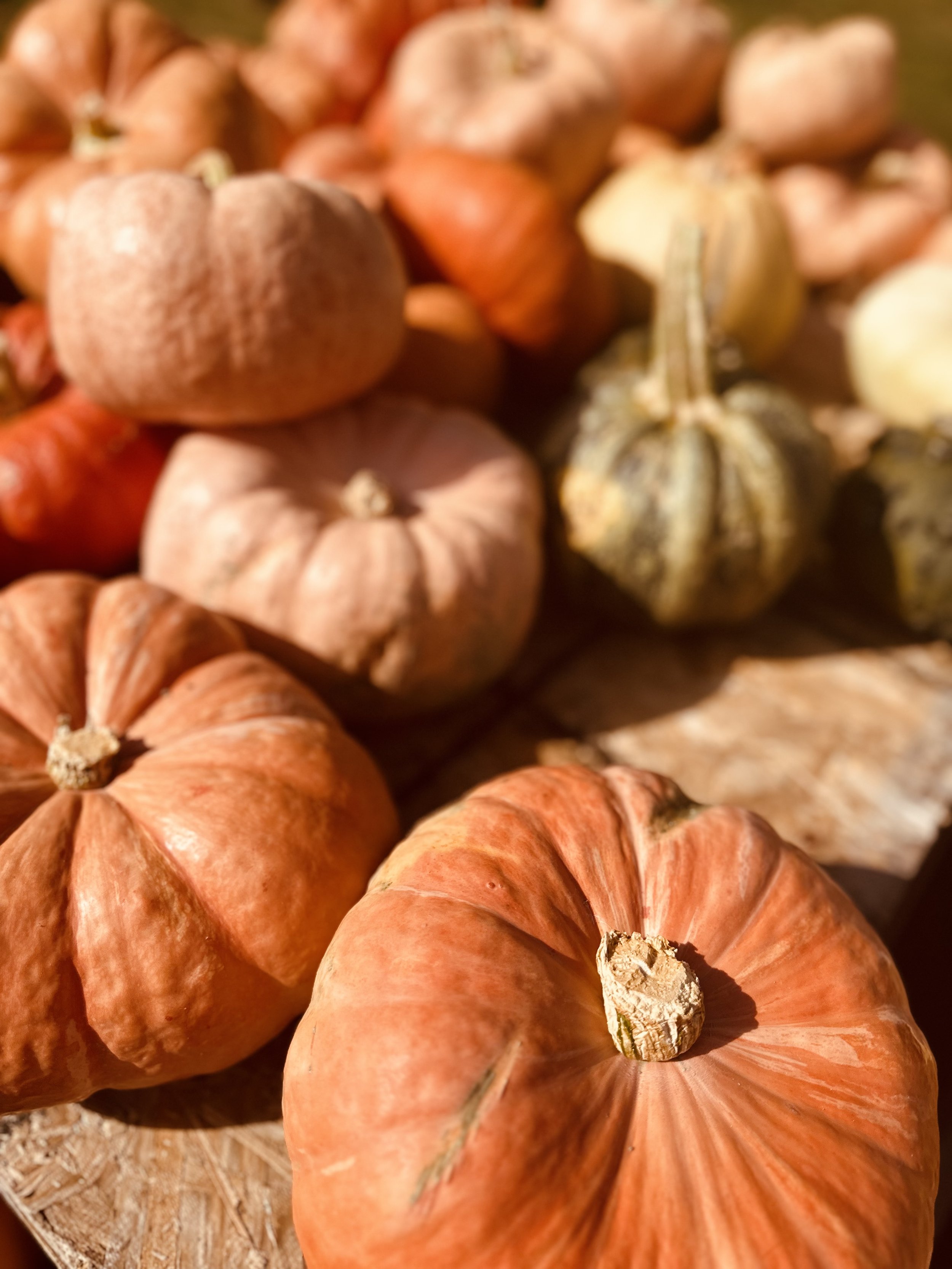 Piled pumpkins in various sizes and colors, mostly orange and pinkish hues, displayed on a wooden surface.