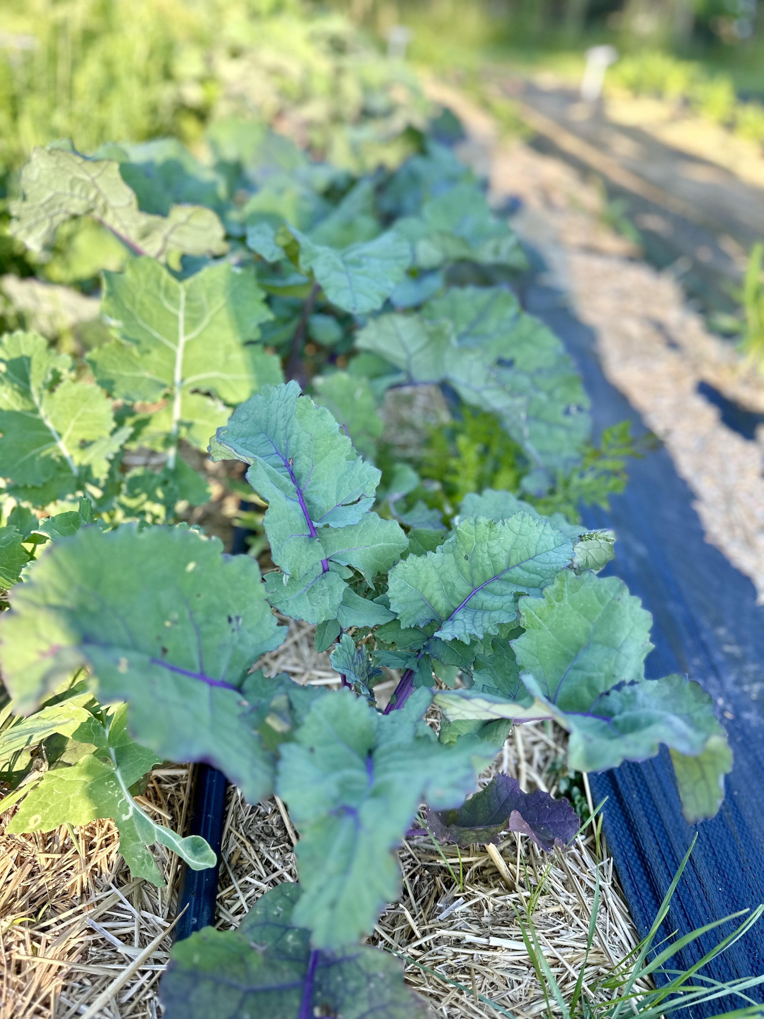 Kale plants growing in a garden bed with straw mulch and drip irrigation.