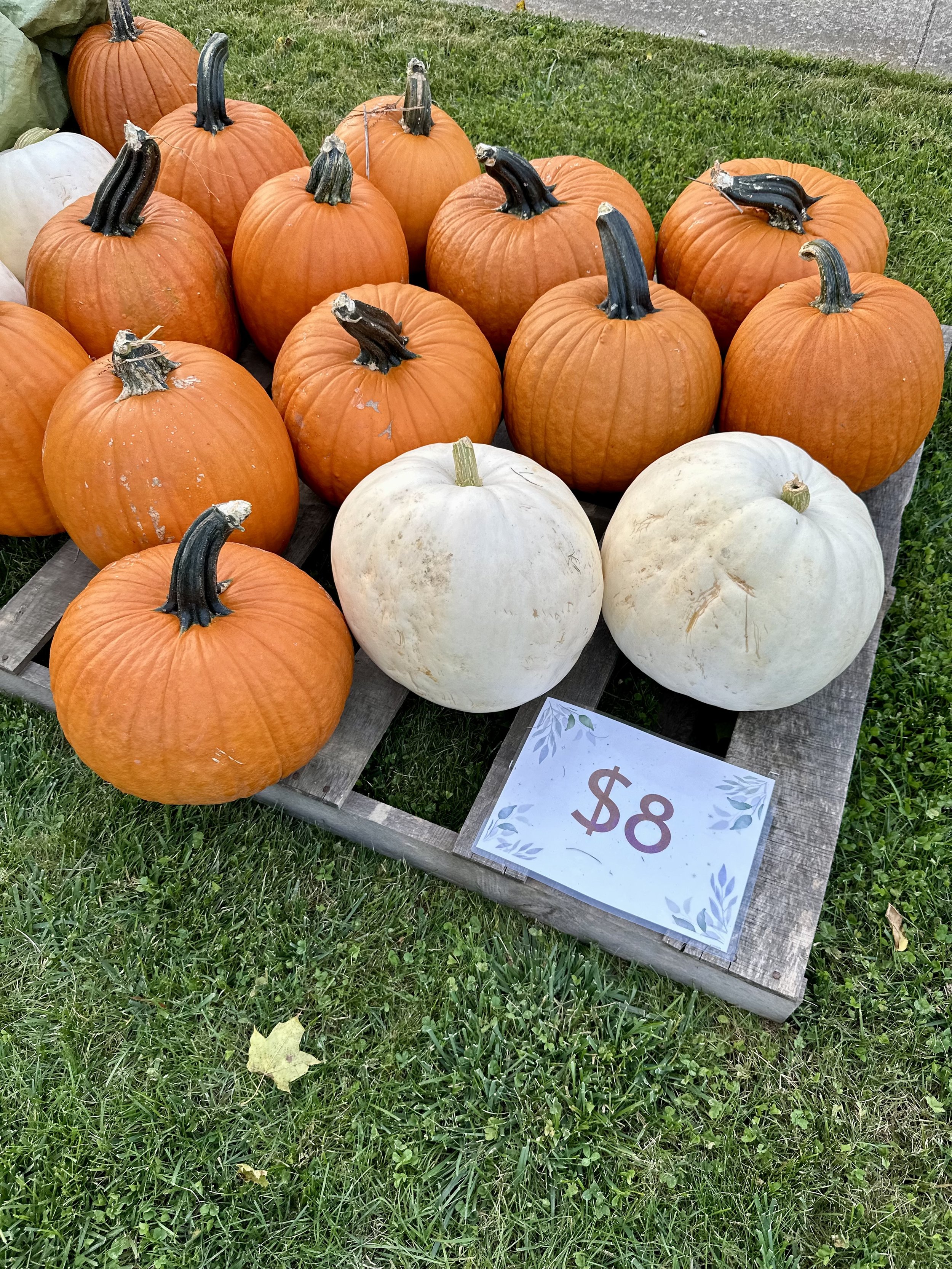 Orange and white pumpkins displayed on a wooden pallet with a sign indicating a price of $8, placed on grass.
