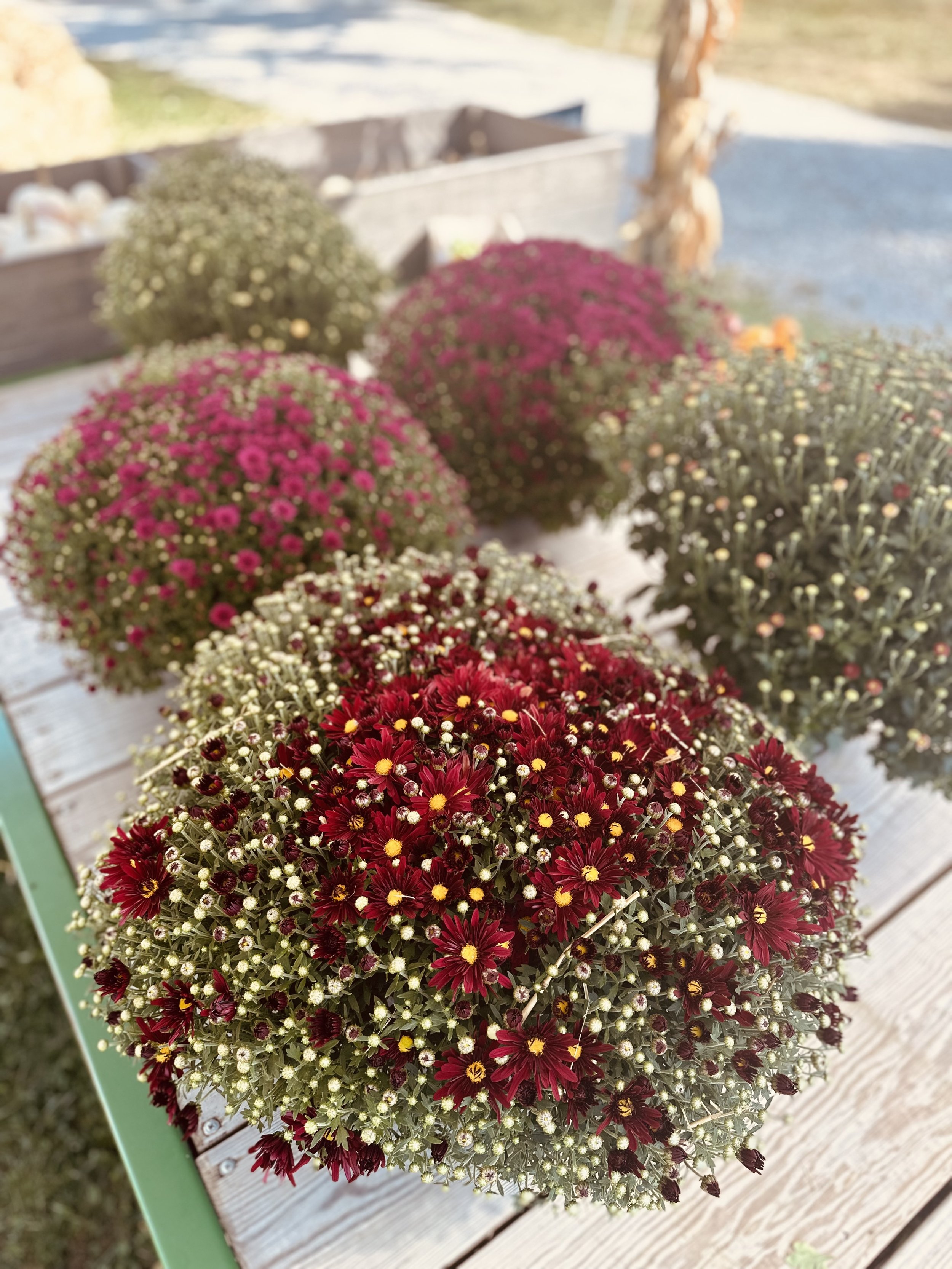 Potted red and purple chrysanthemum flowers on a wooden table outdoors.