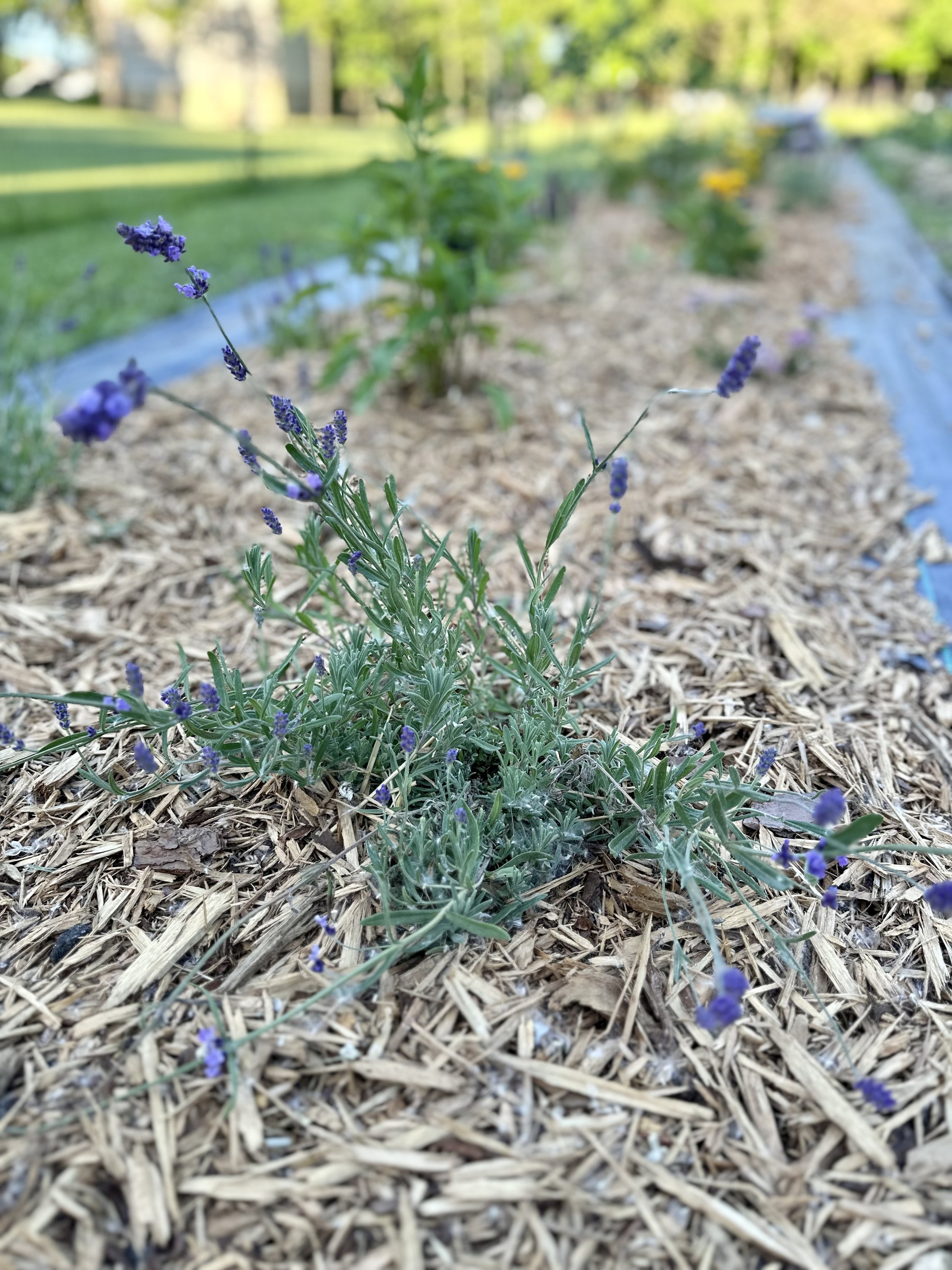 Lavender plant growing in a mulched garden bed with blurred green plants and grass in the background.