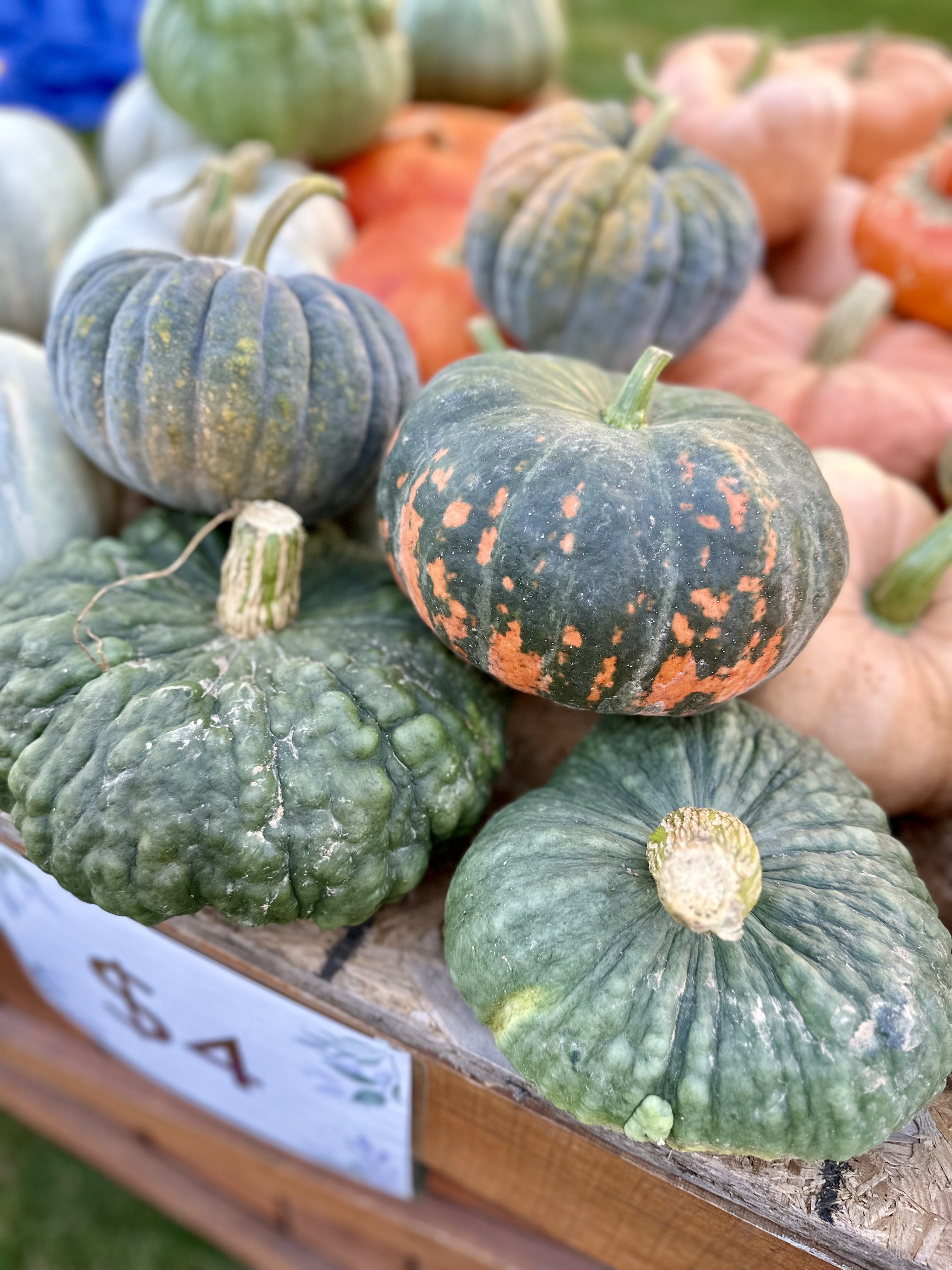 Assorted colorful pumpkins and squash on display at a market table.