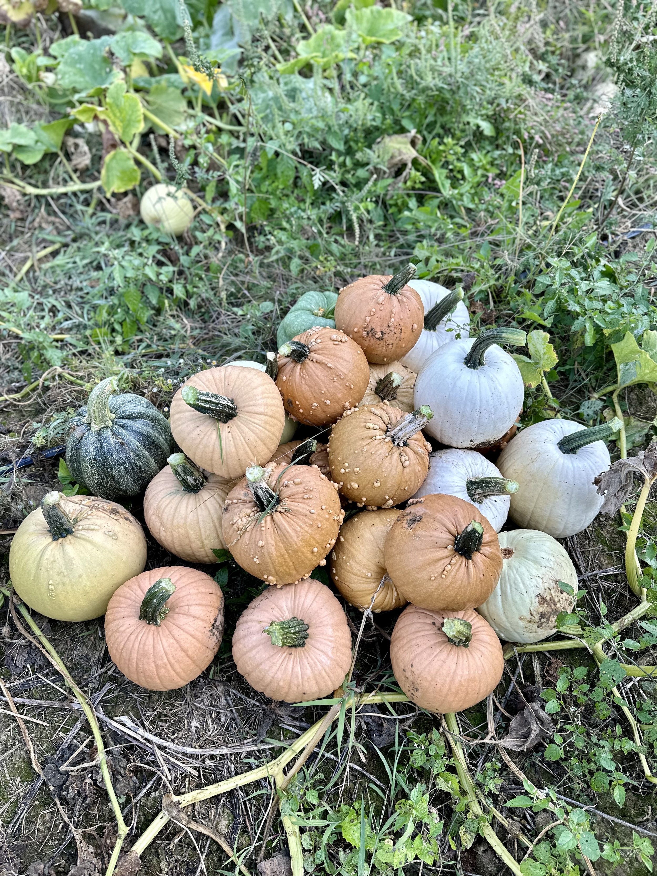 A pile of mixed pumpkins in a field.