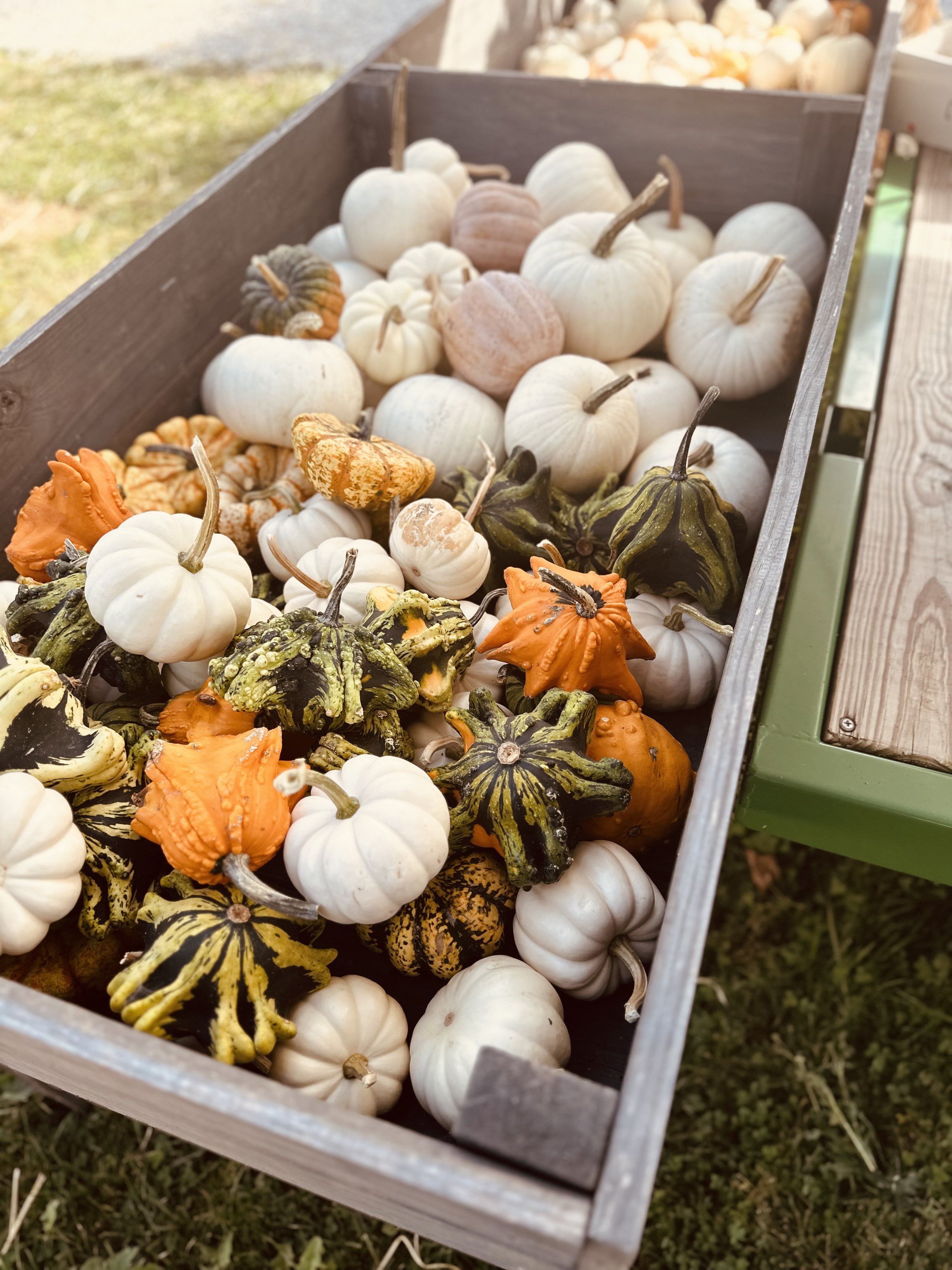 A wooden crate filled with assorted pumpkins and gourds, including small white pumpkins and colorful, textured gourds in orange and green hues, displayed on grass.