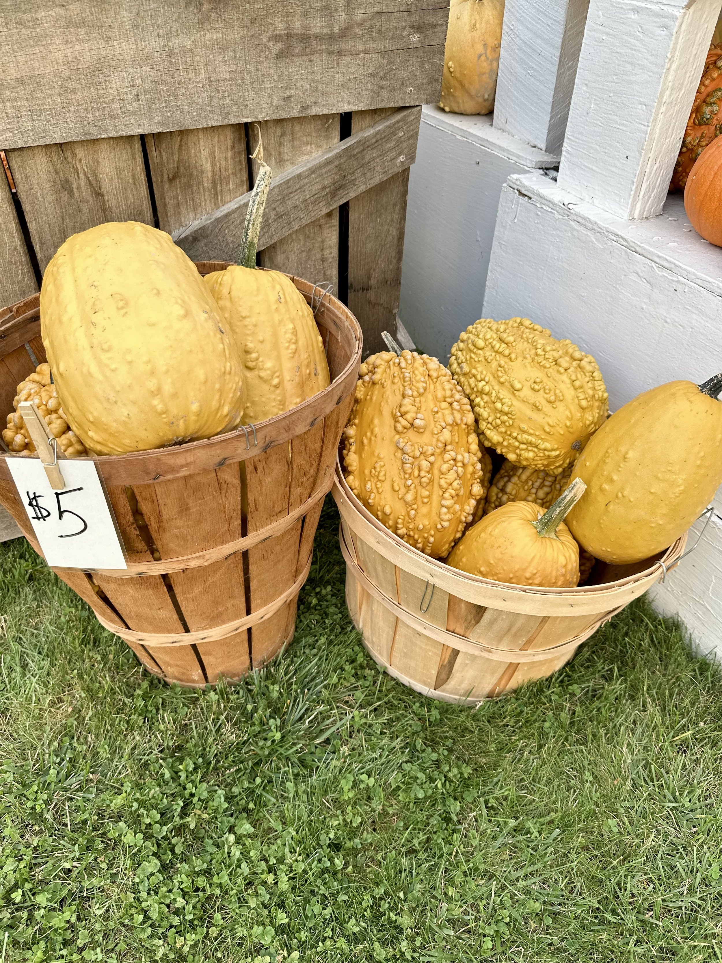 Two baskets filled with large, bumpy yellow gourds on display outdoors, with a price tag of $5 on one basket. The setting includes a wooden crate and grass.