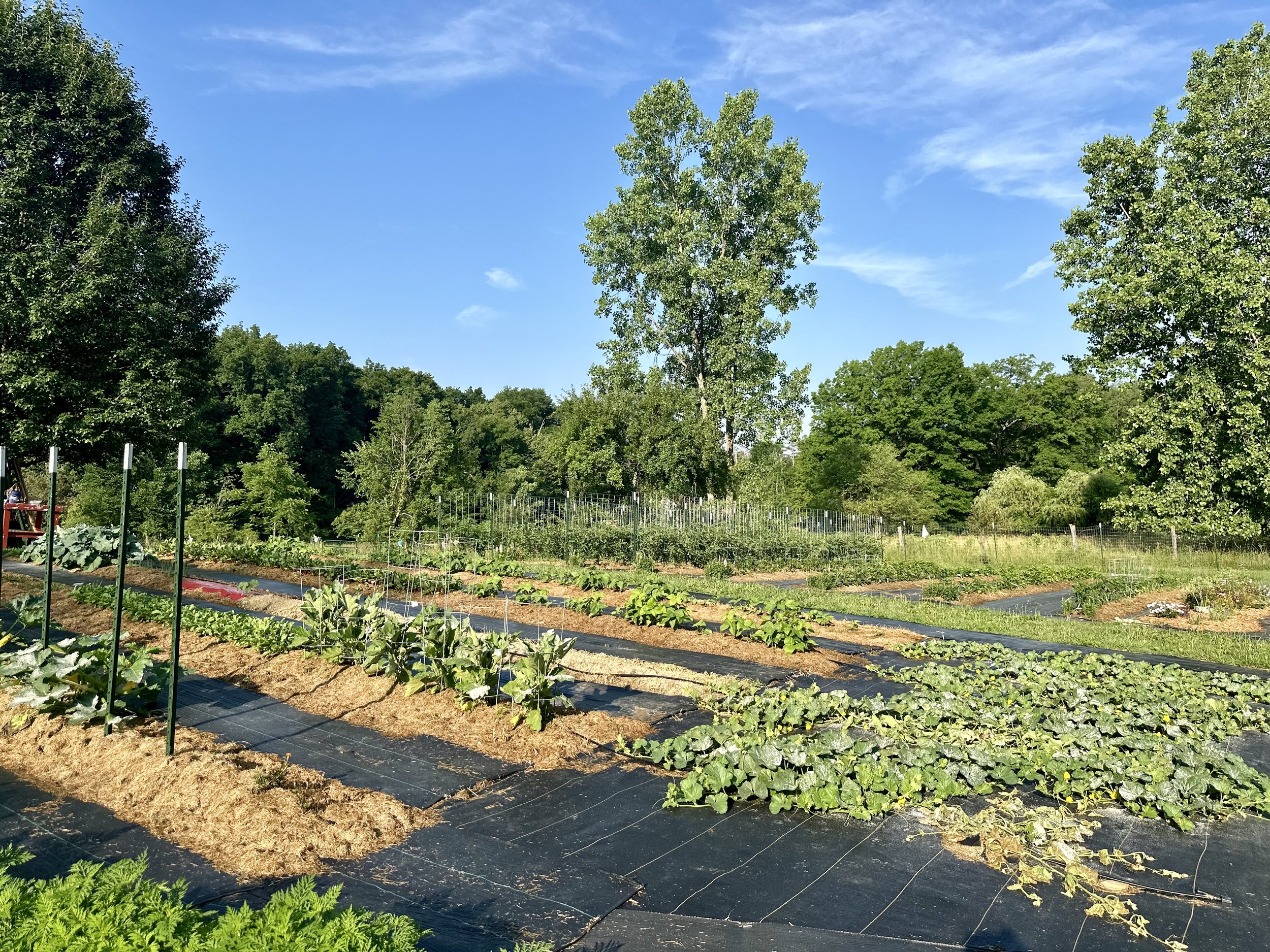 Vegetable garden with rows of various plants, surrounded by tall trees and a clear blue sky.