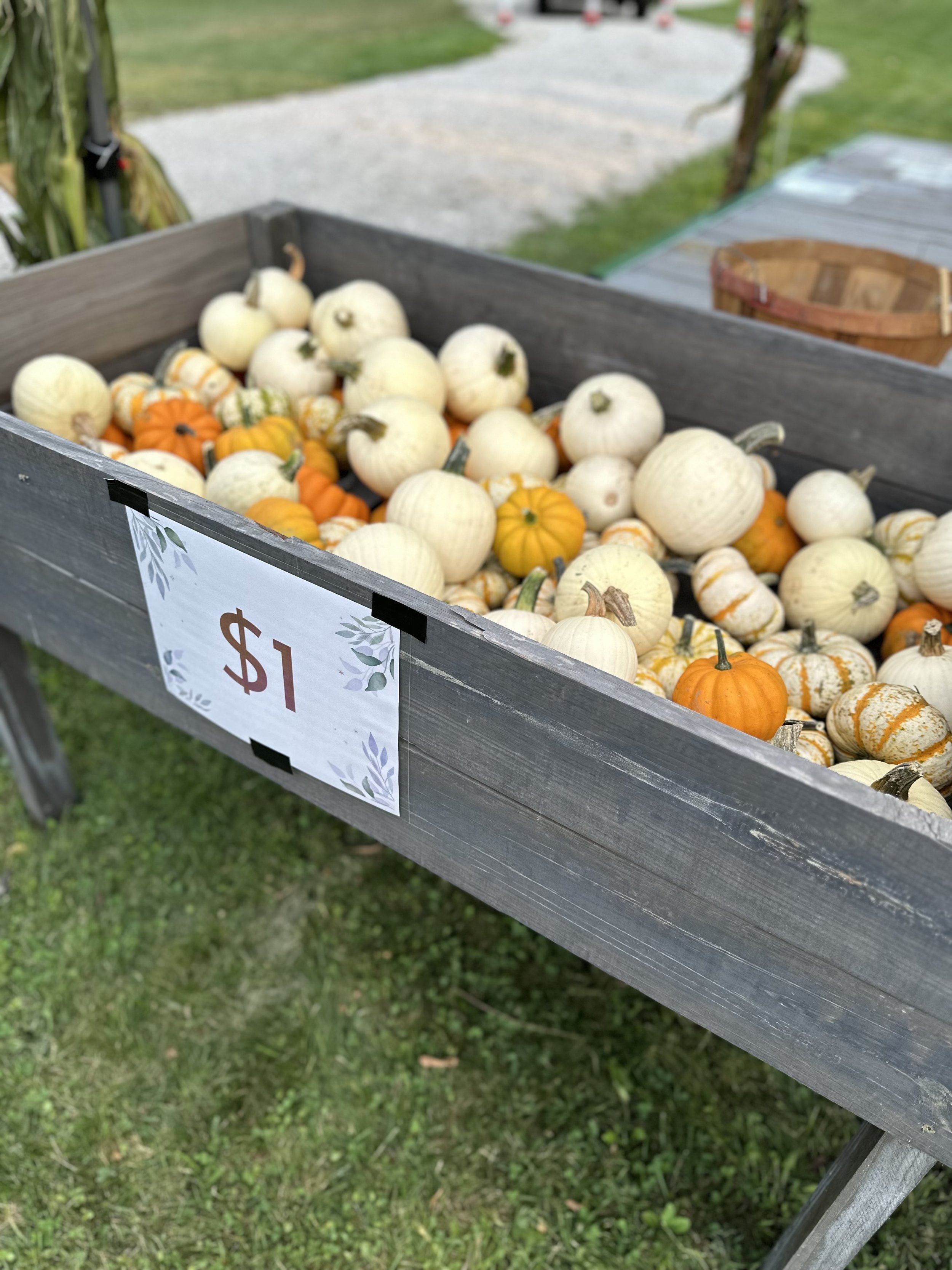 A wooden stand filled with small white, orange, and striped pumpkins, priced at $1 each.