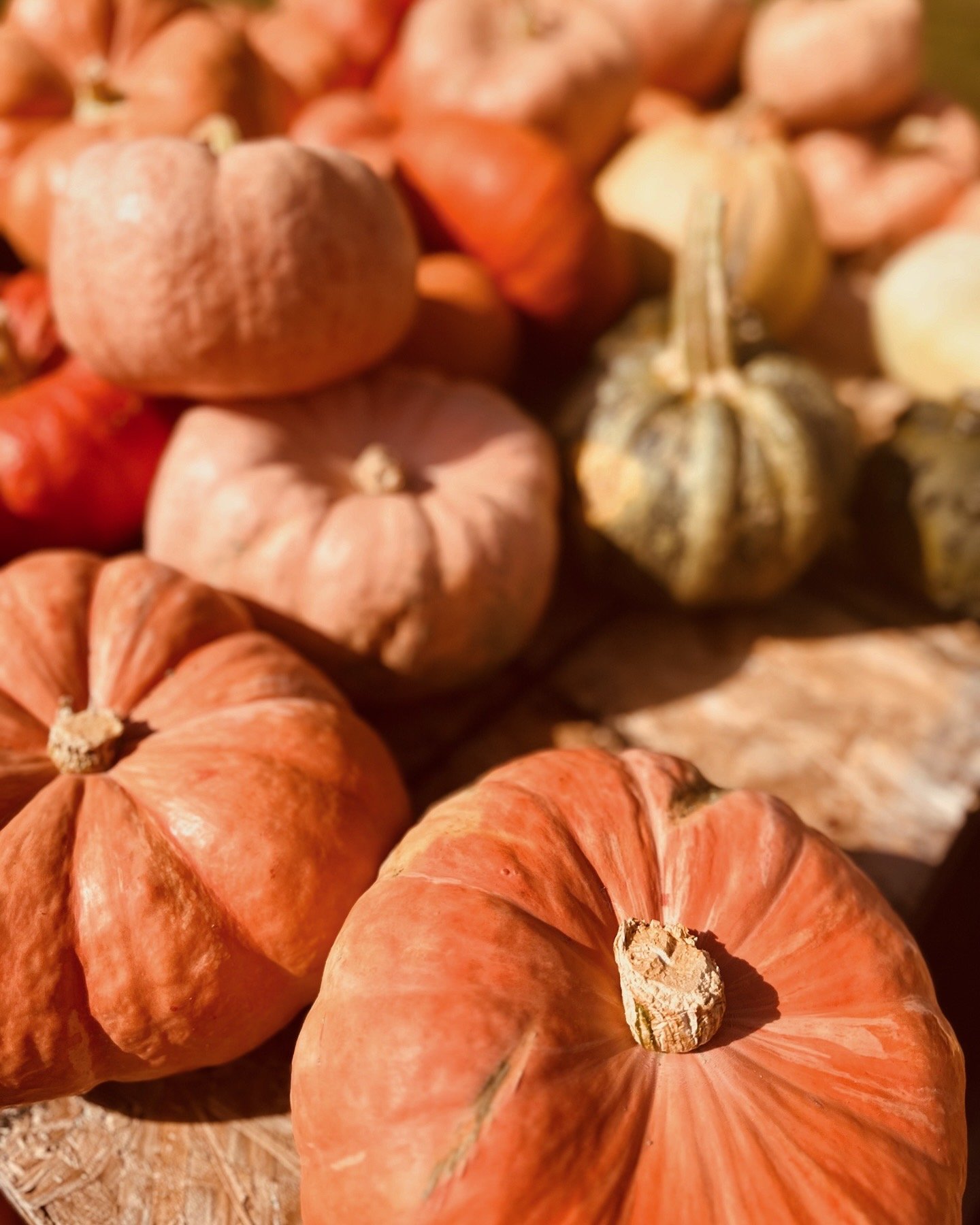 Assorted pumpkins in warm sunlight