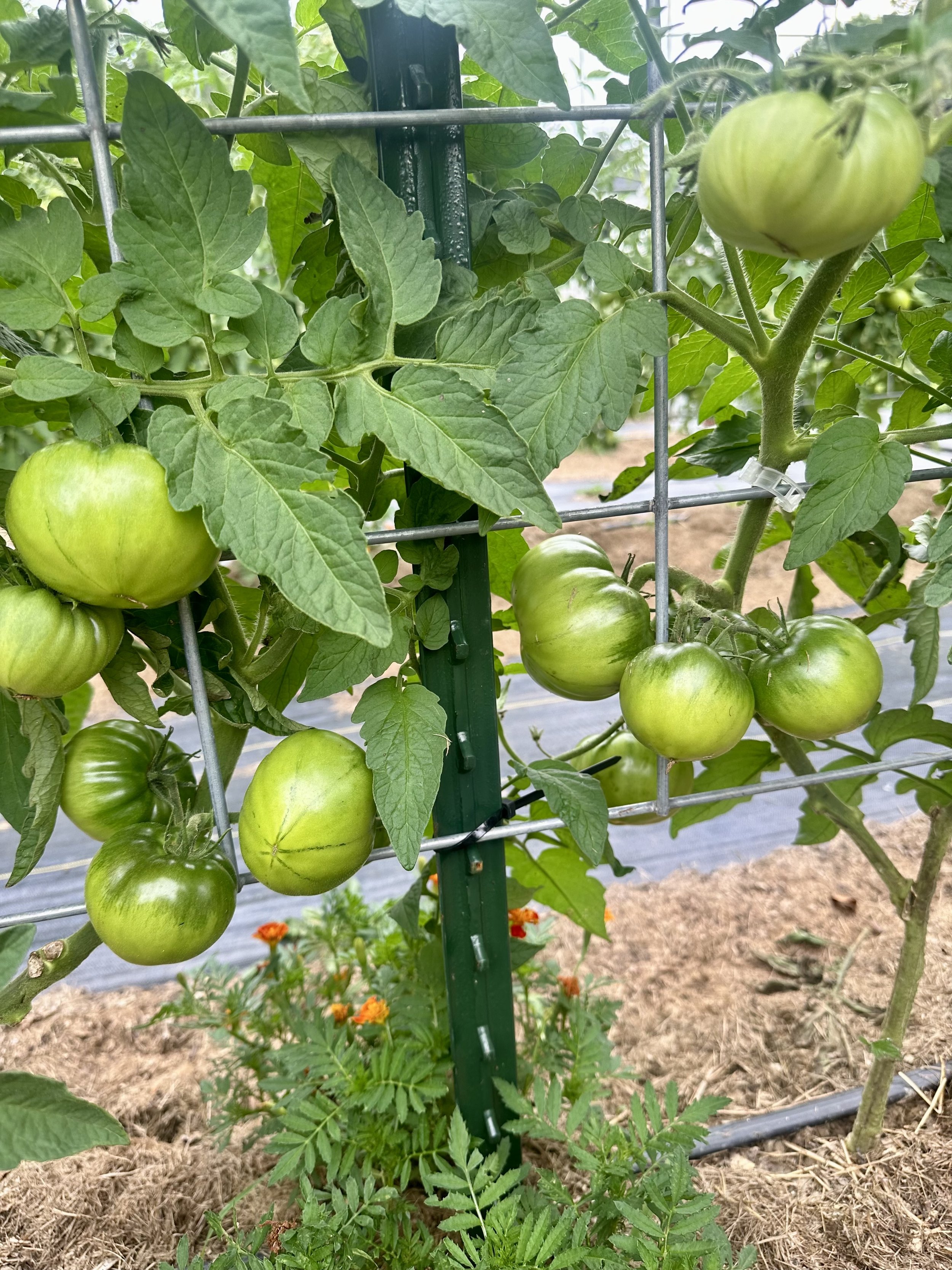 Unripe green tomatoes growing on a vine supported by a metal trellis in a garden, with green leaves and marigolds nearby.