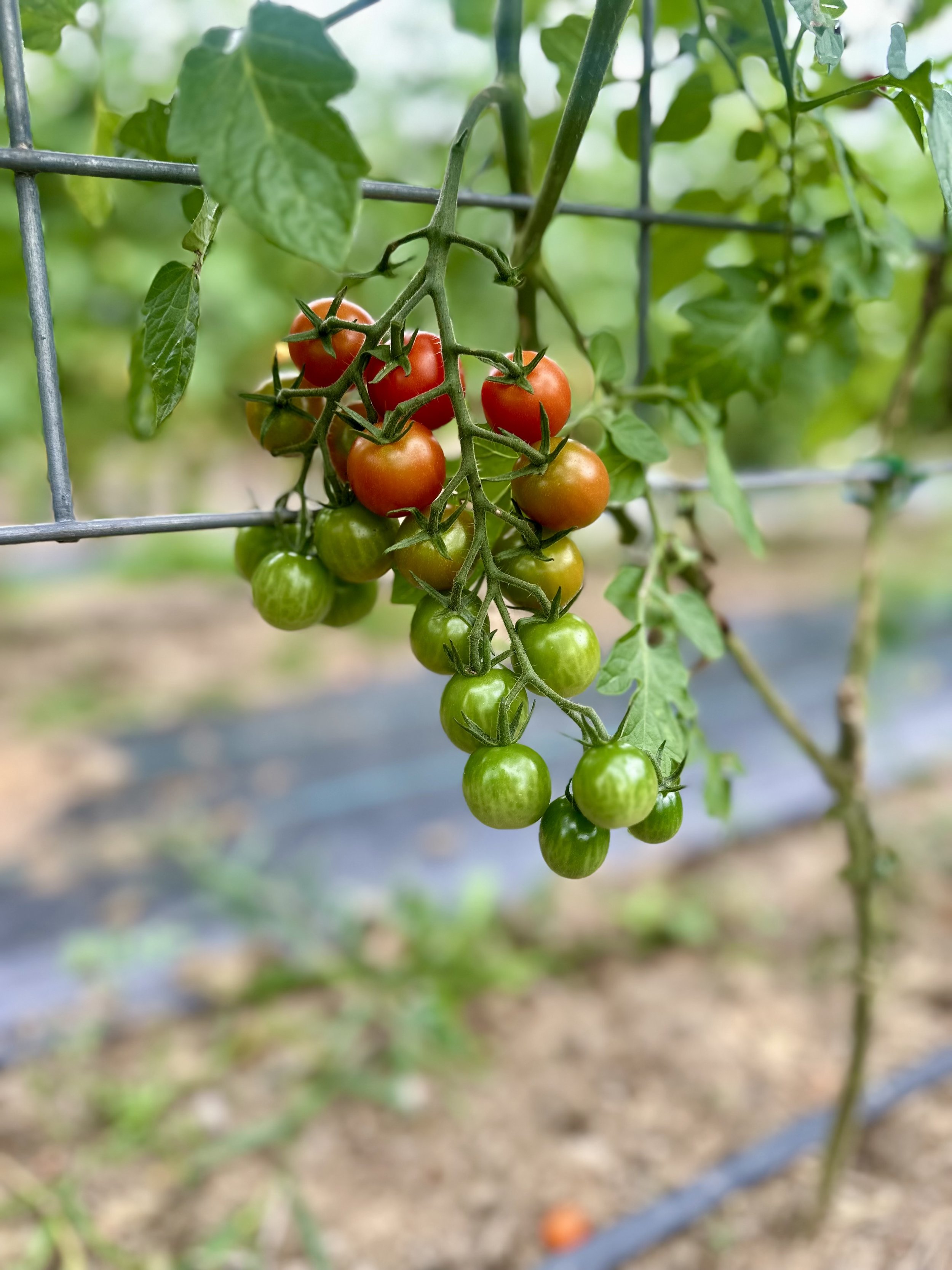 Cluster of cherry tomatoes in various ripeness stages on the vine, with green leaves, attached to a metal trellis in a garden setting.
