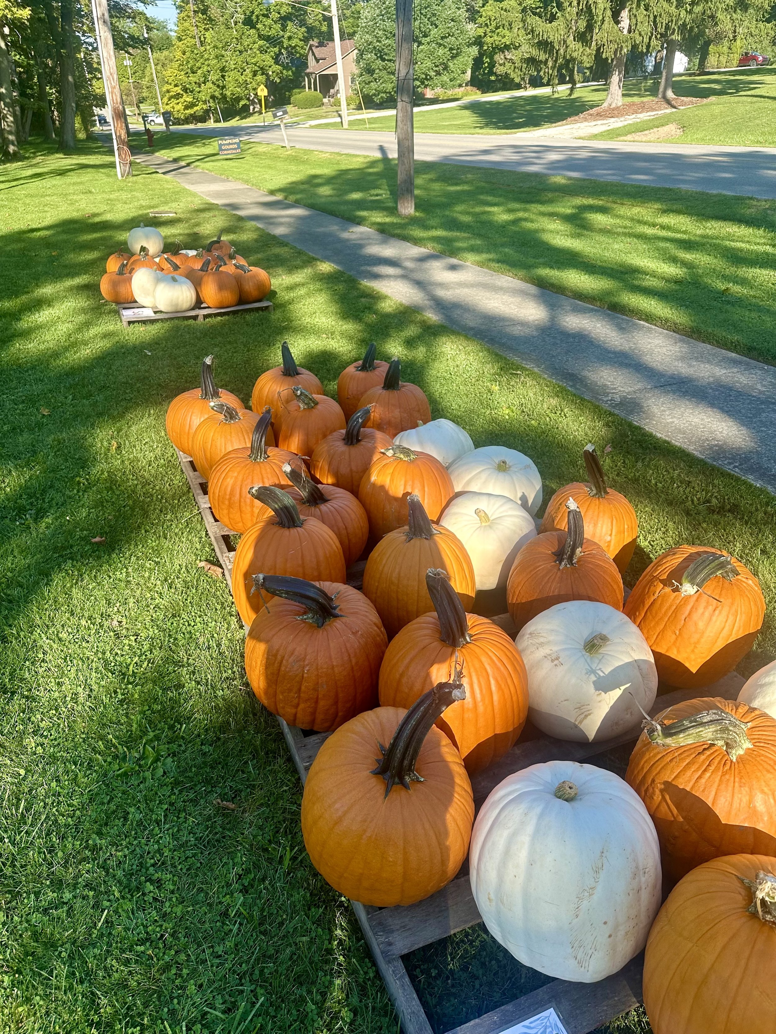 Pumpkins arranged on pallets outdoors on a grass lawn, with orange and white pumpkins. A sidewalk and trees in the background on a sunny day.